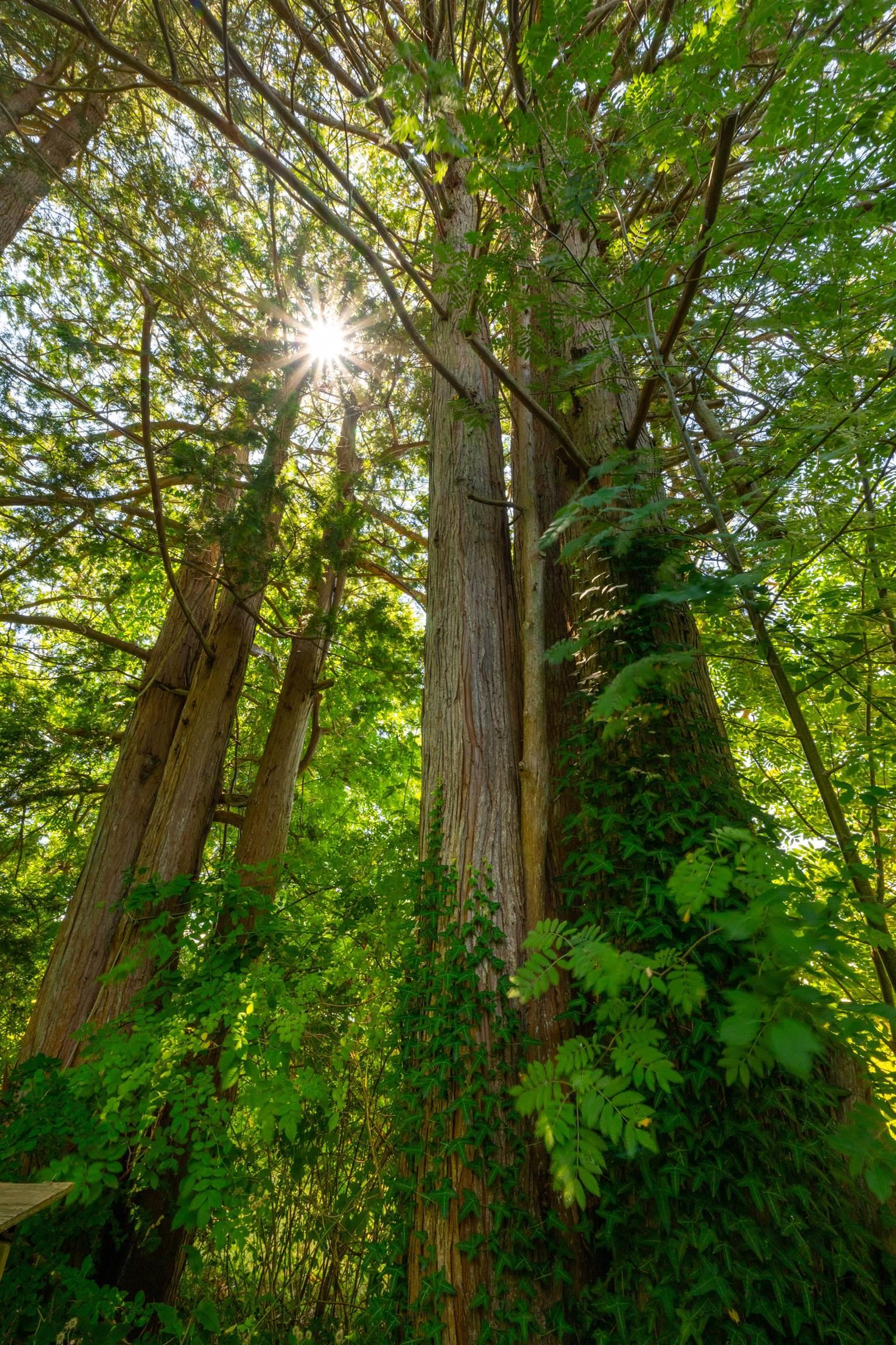 609 Shore Drive photo #17