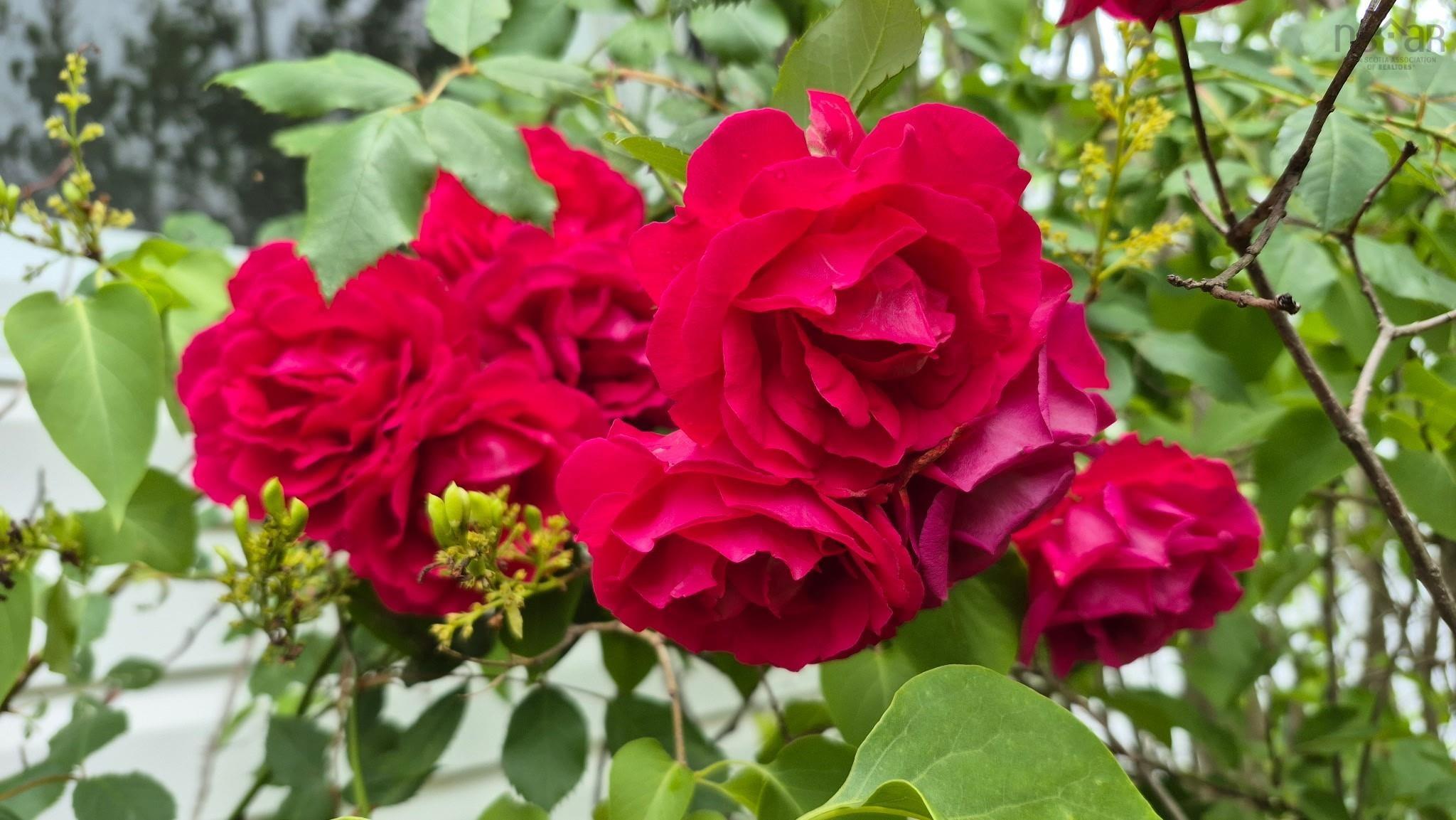 13 Glenmont Avenue photo #45