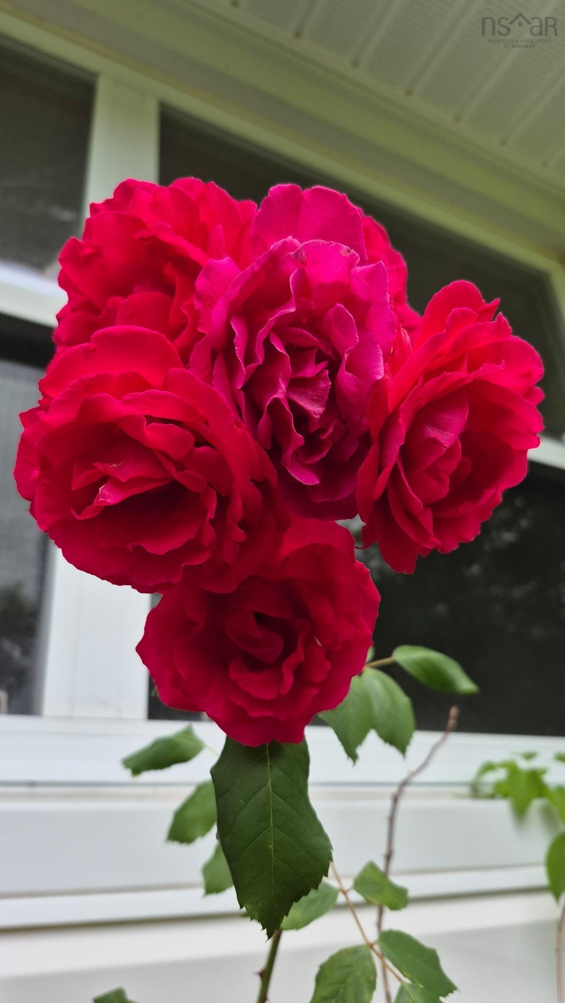 13 Glenmont Avenue photo #46