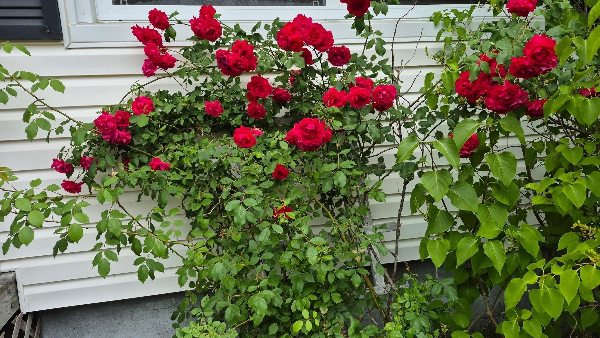 13 Glenmont Avenue photo #47