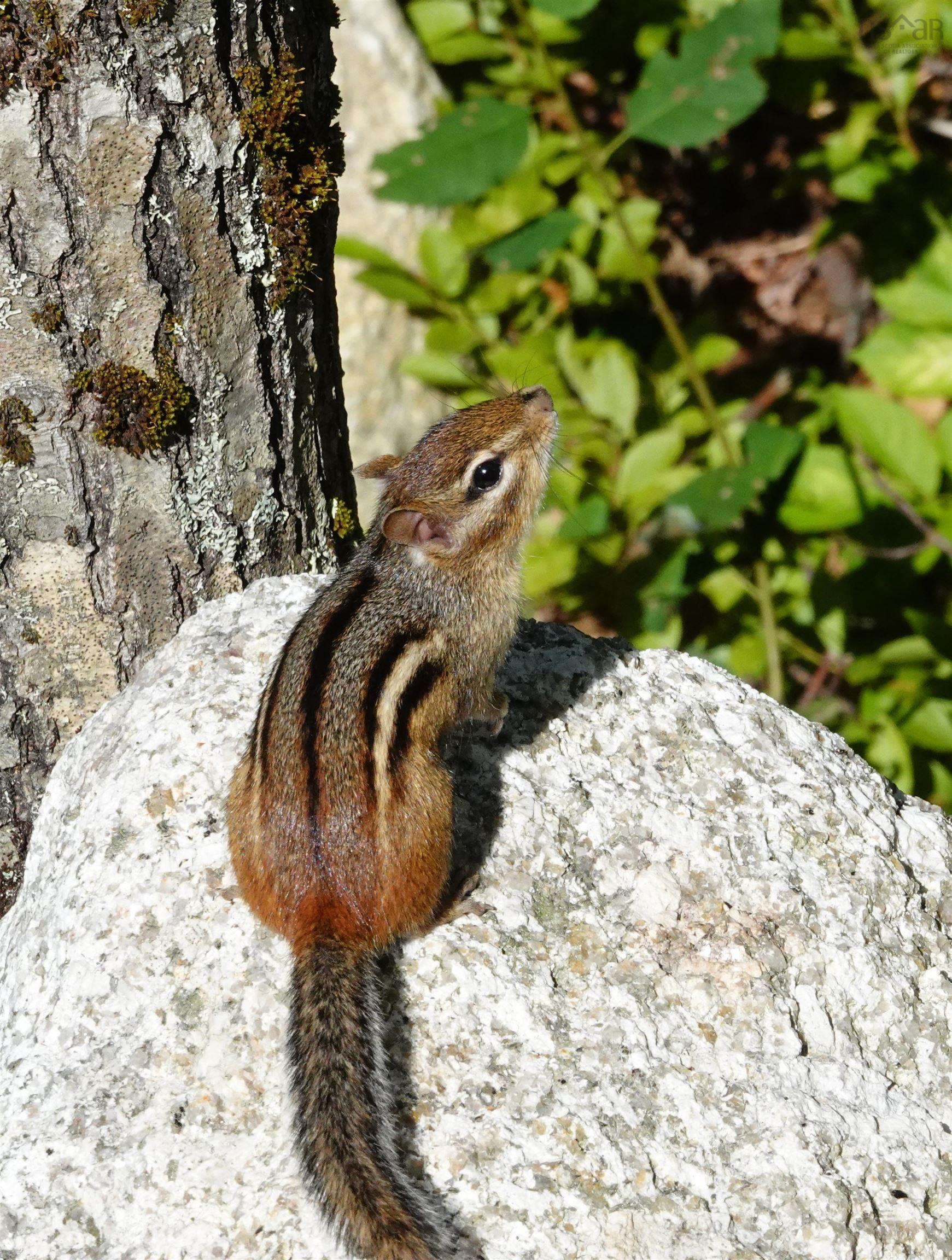 287 Long Lake Road photo #35