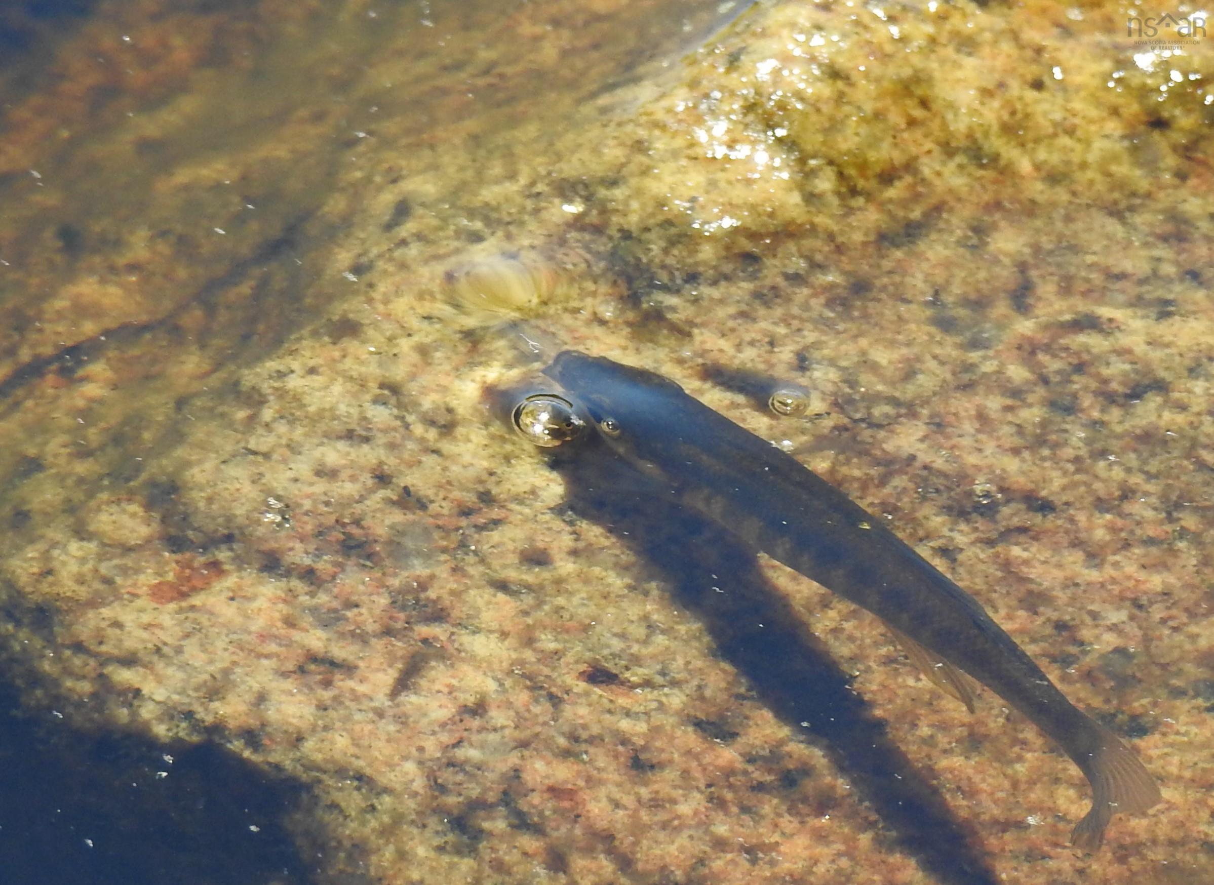 287 Long Lake Road photo #36