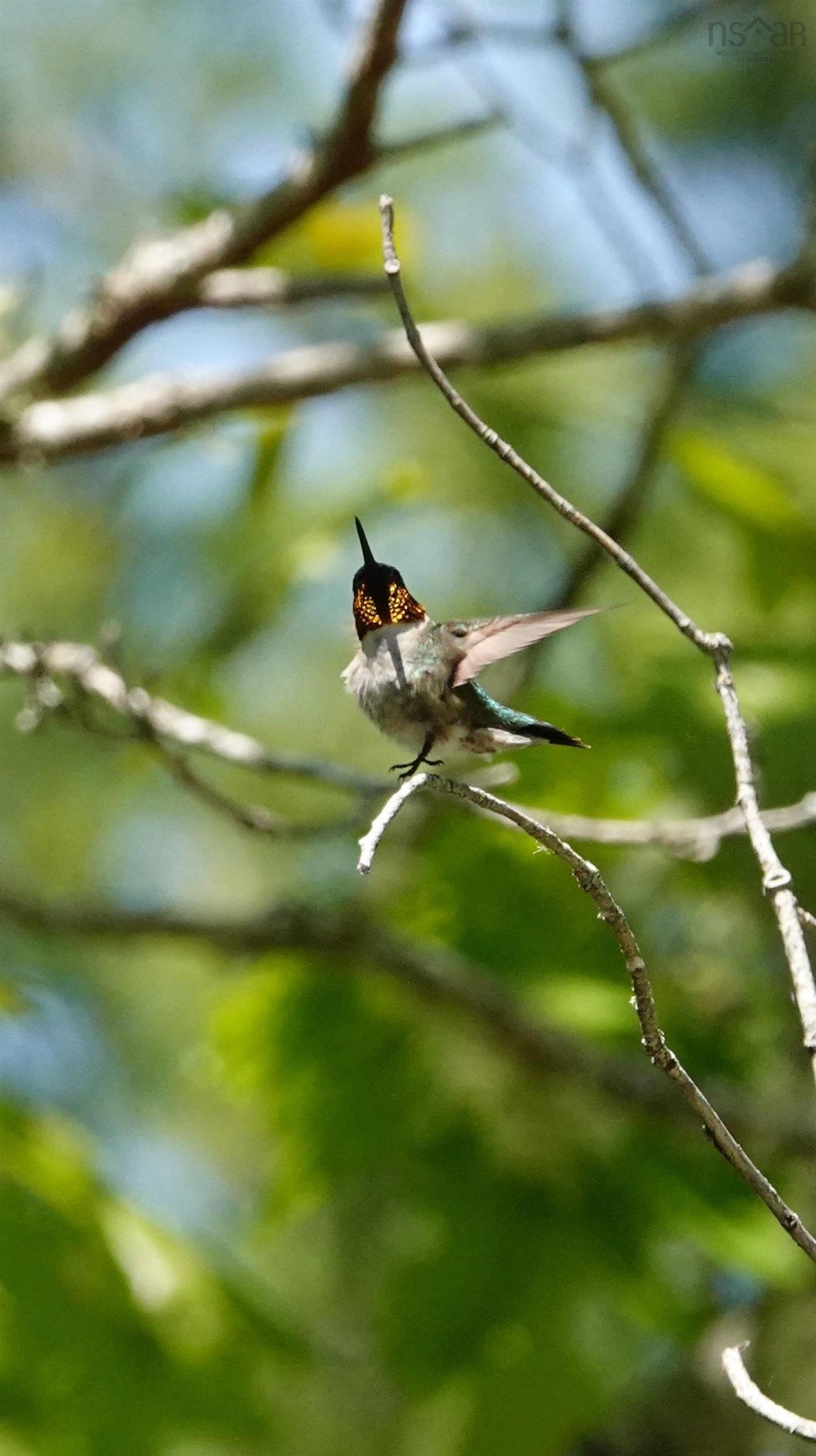 287 Long Lake Road photo #37