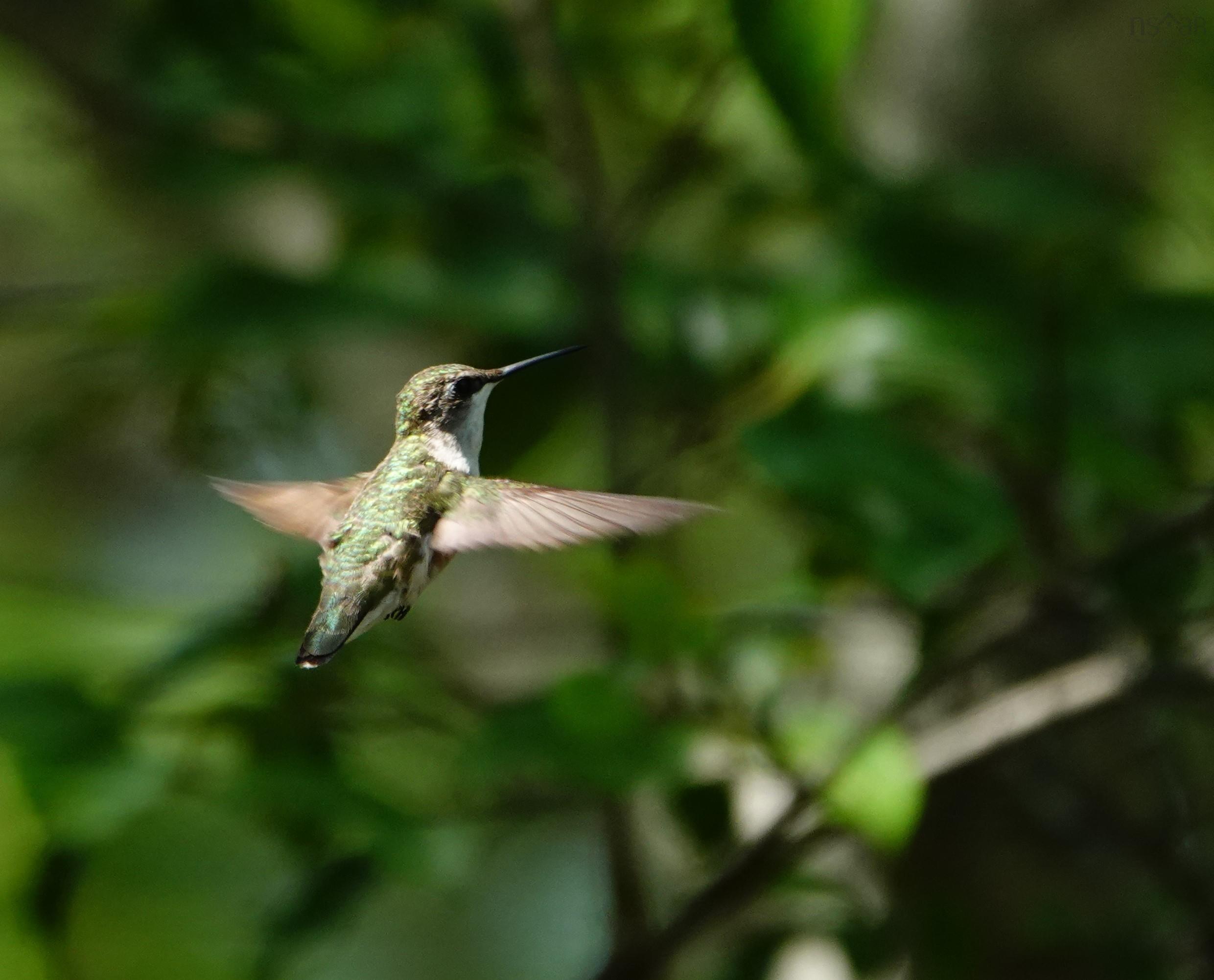 287 Long Lake Road photo #38