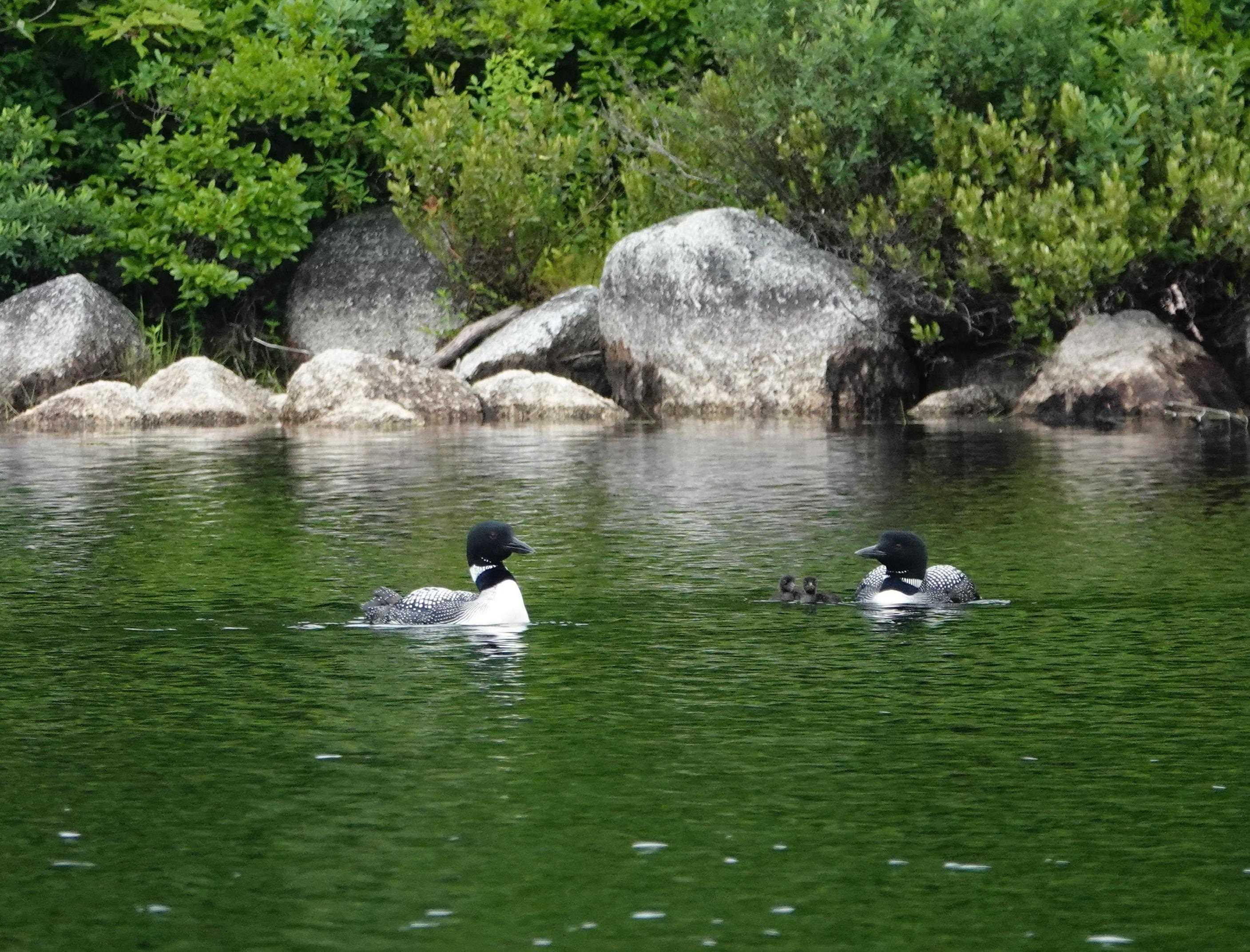 287 Long Lake Road photo #41