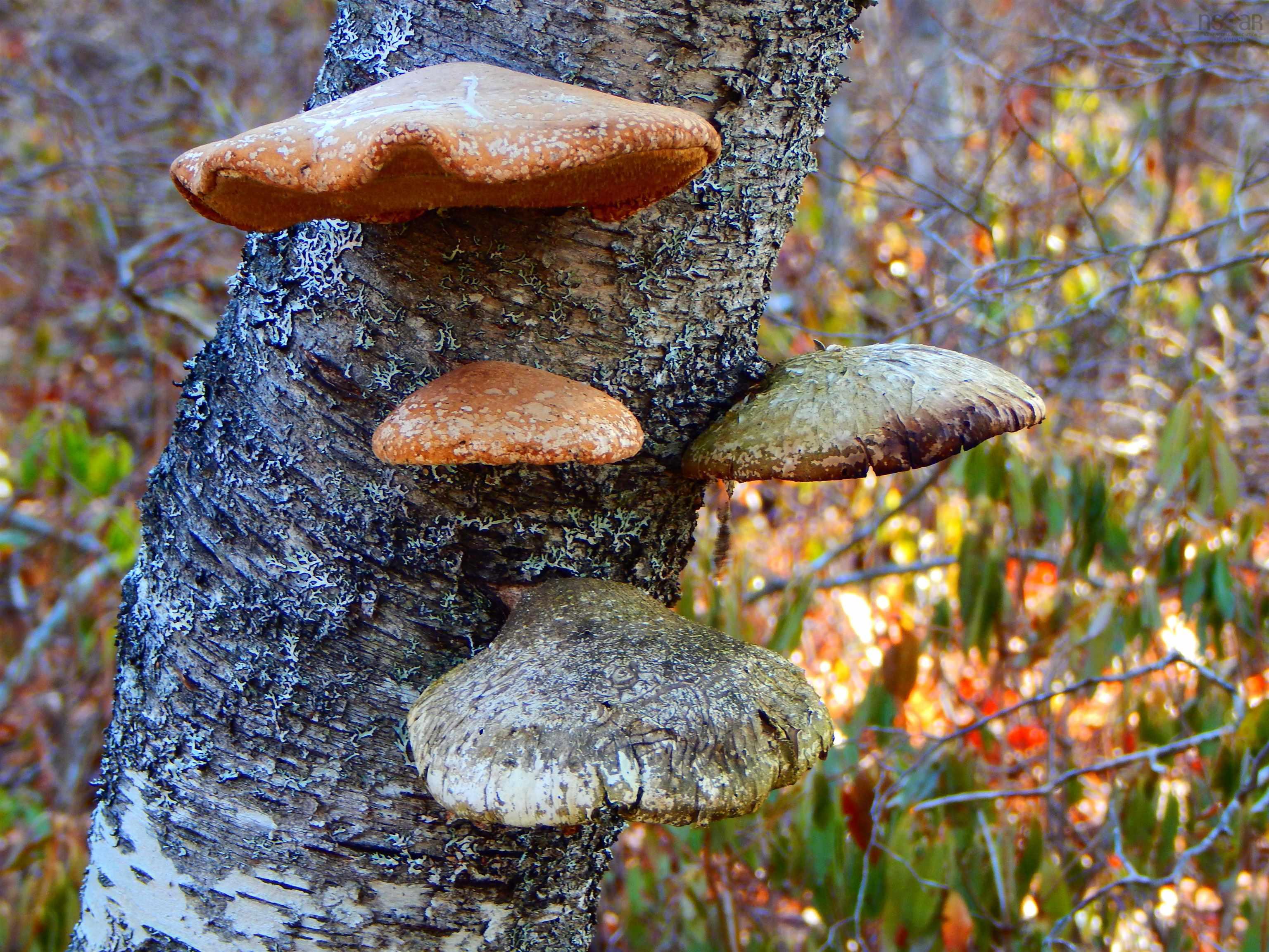 287 Long Lake Road photo #43