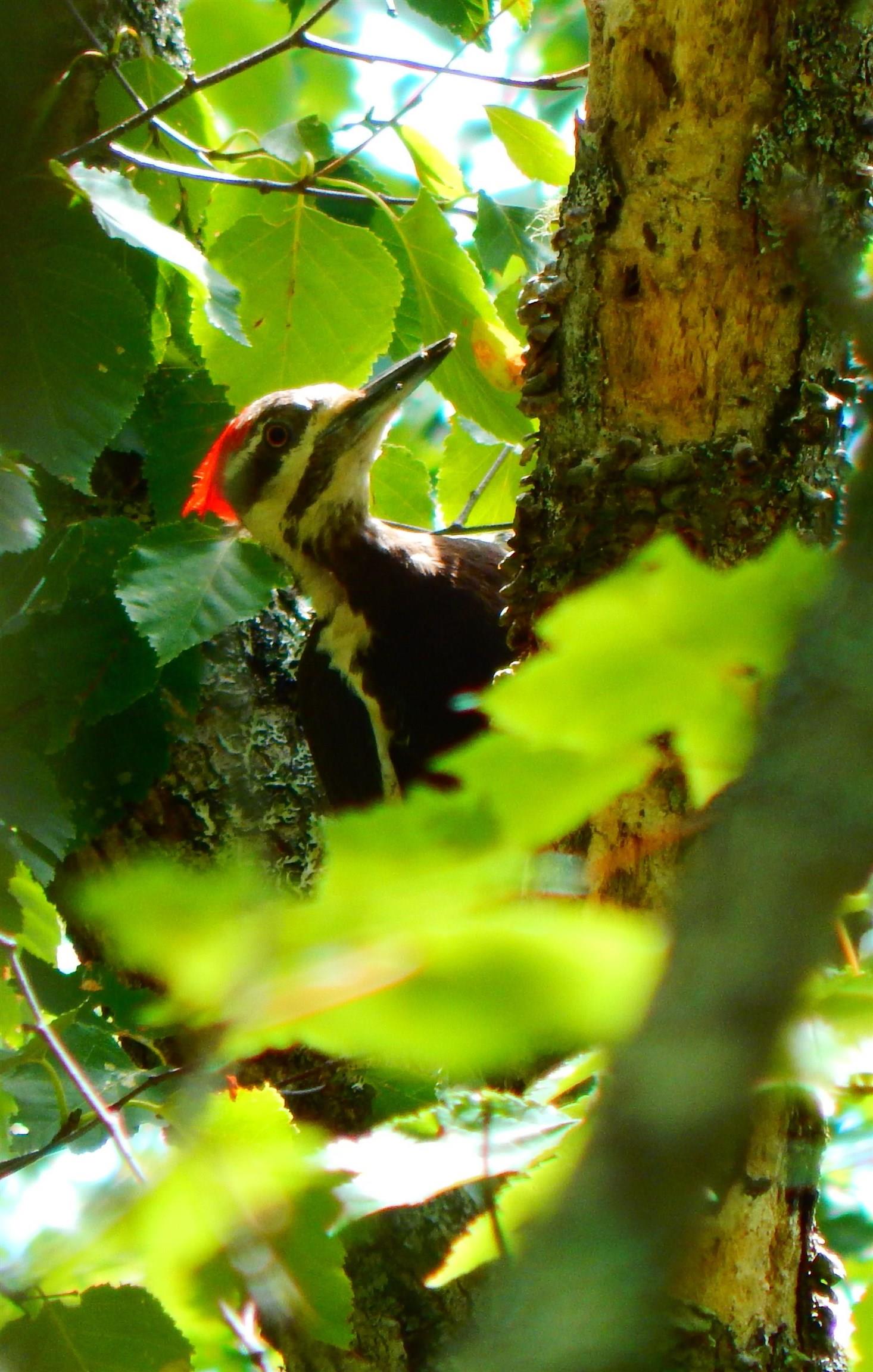 287 Long Lake Road photo #44