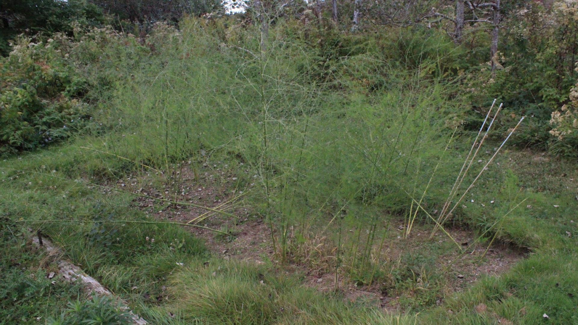 3 Flower Garden Lane photo #32