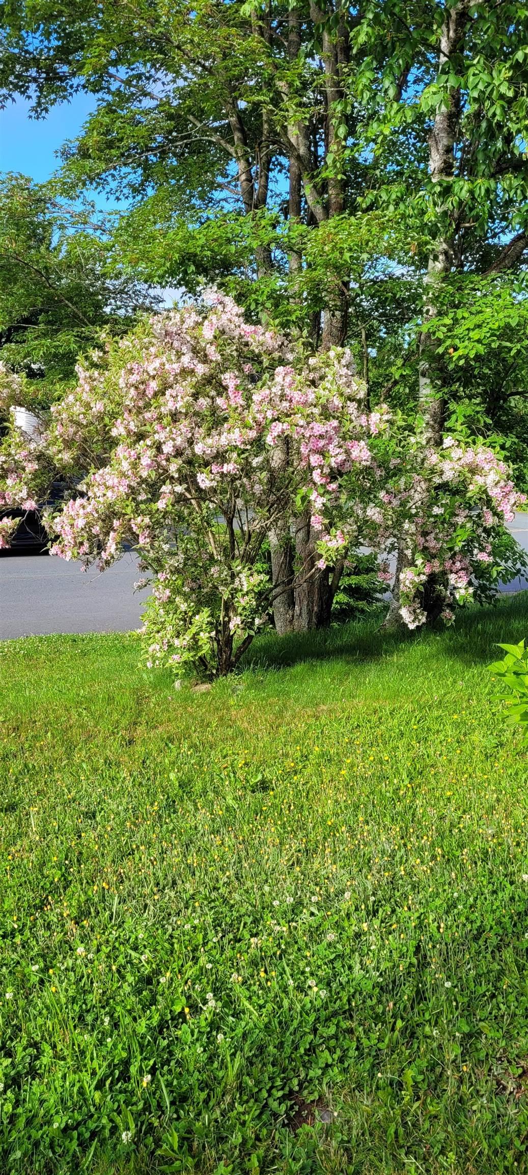 52 Regal Road photo #31