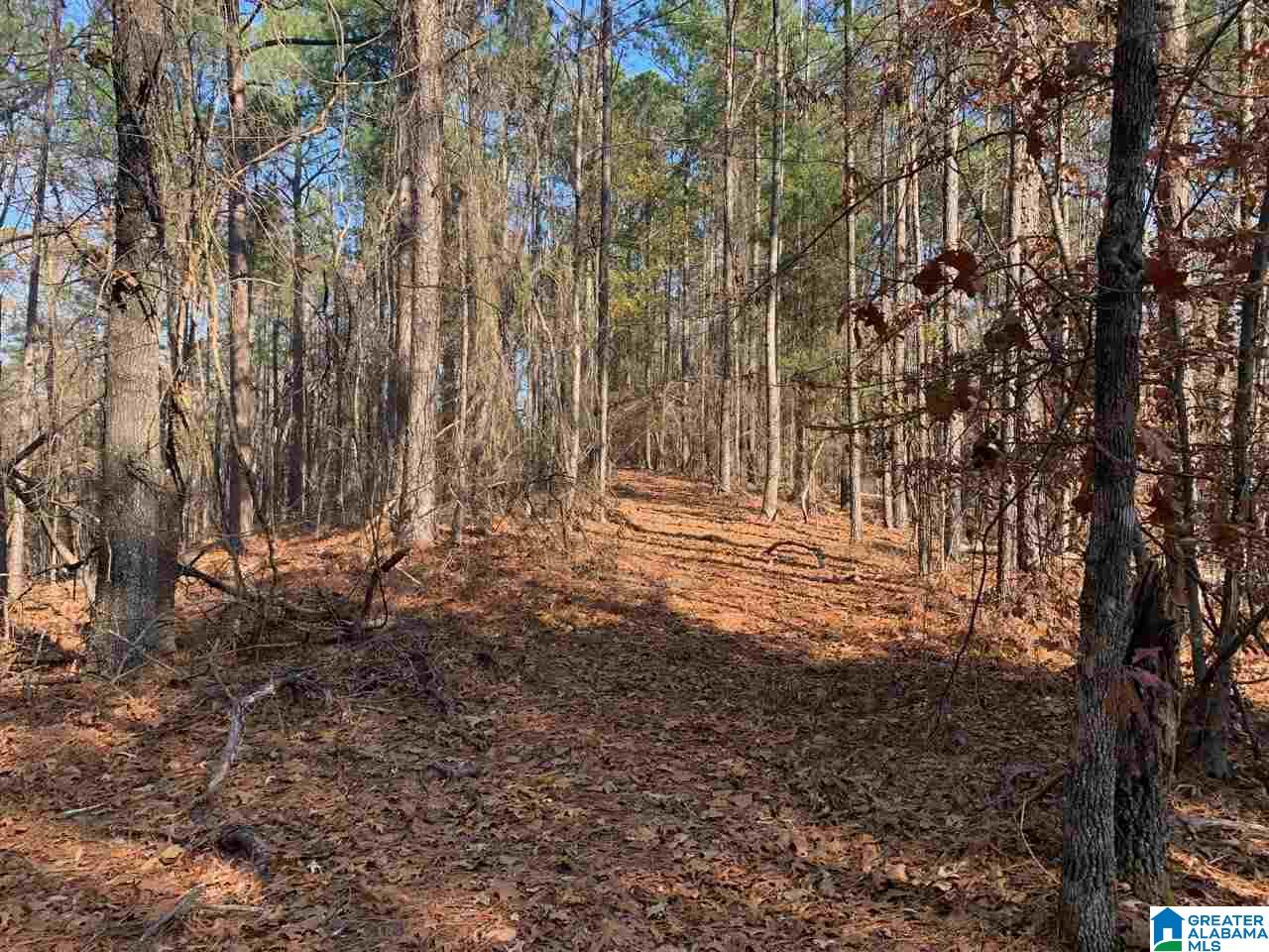 000 RIVER BIRCH CIRCLE 15.5 AC