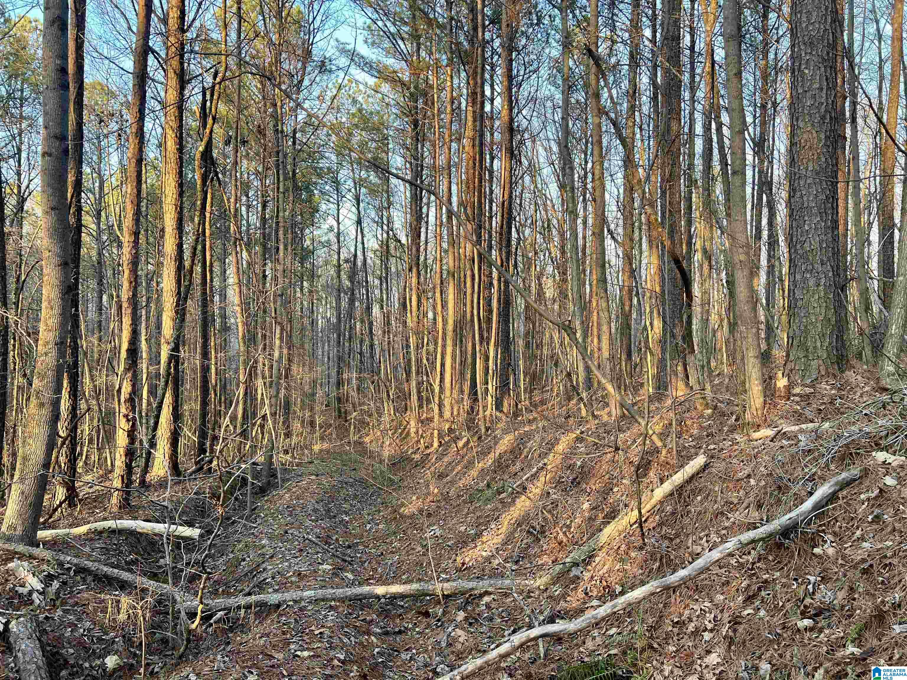 Homes for sale in Ashville, AL | 00007 Springhollow Road, Ashville, AL 35953 | MLS# 1303797