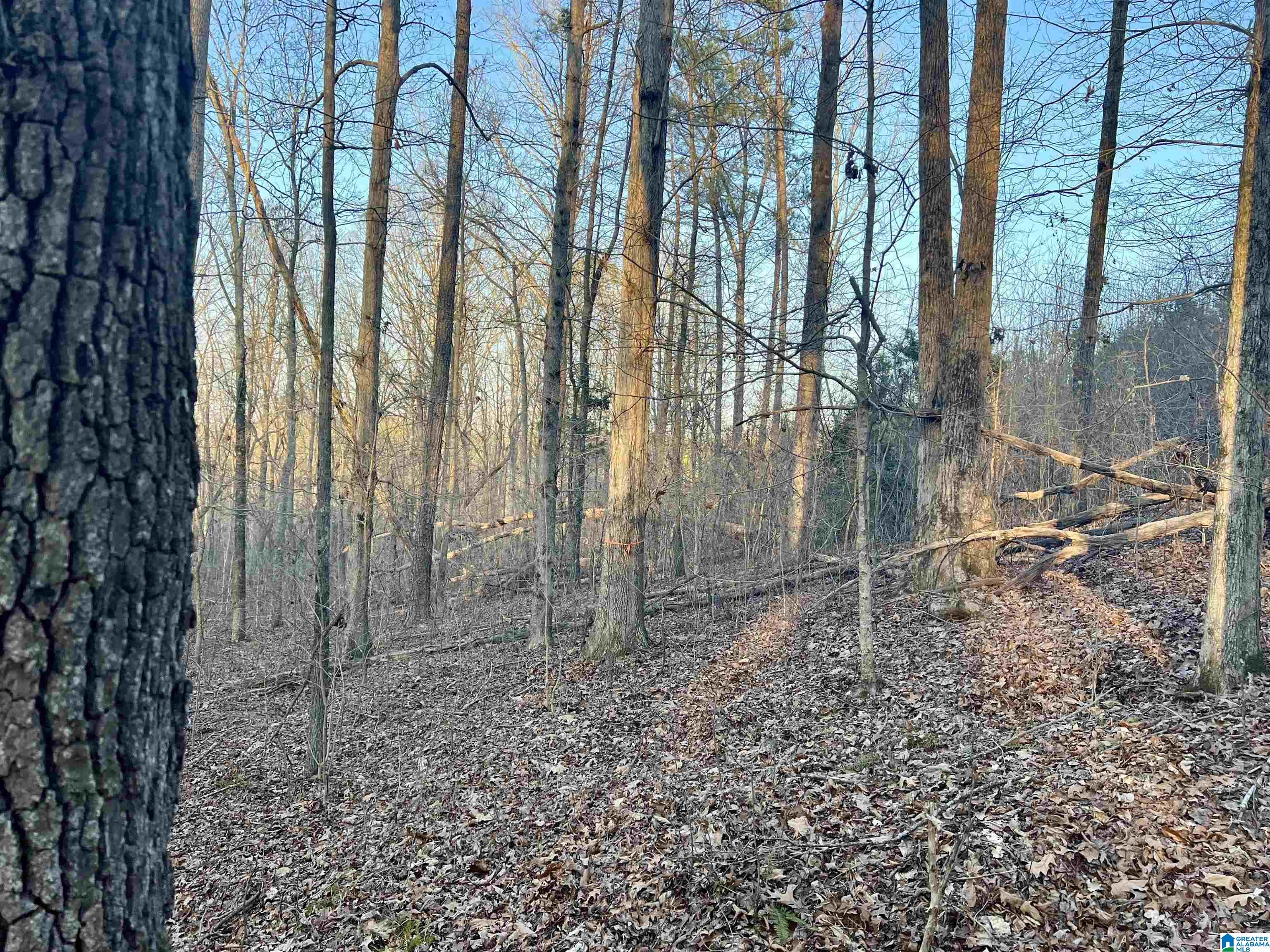 Homes for sale in Ashville, AL | 00007 Springhollow Road, Ashville, AL 35953 | MLS# 1303797