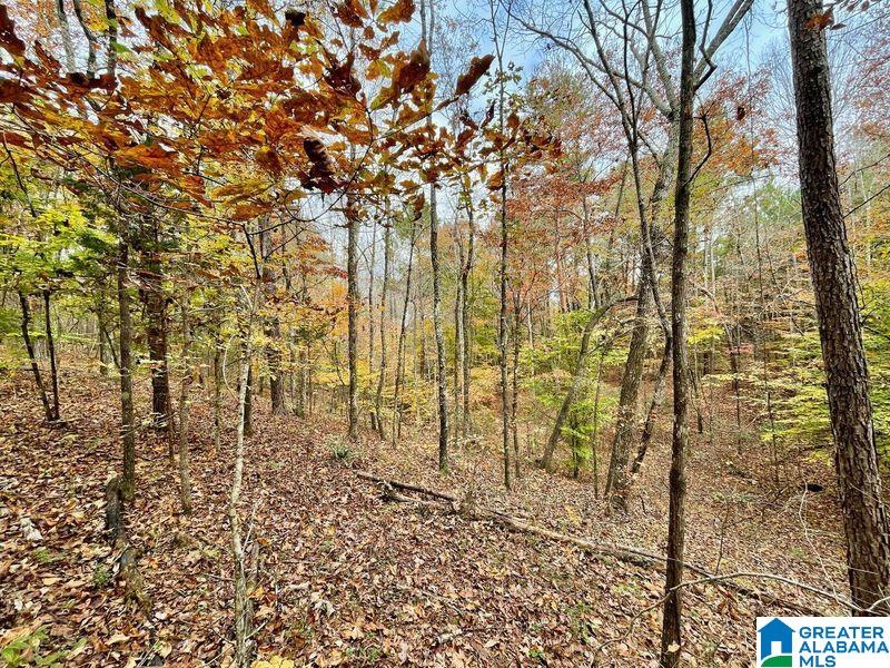 Homes for sale in Warrior, AL | 0 Mjhs Bone Dry Road, Warrior, AL 35091 | MLS# 1306226