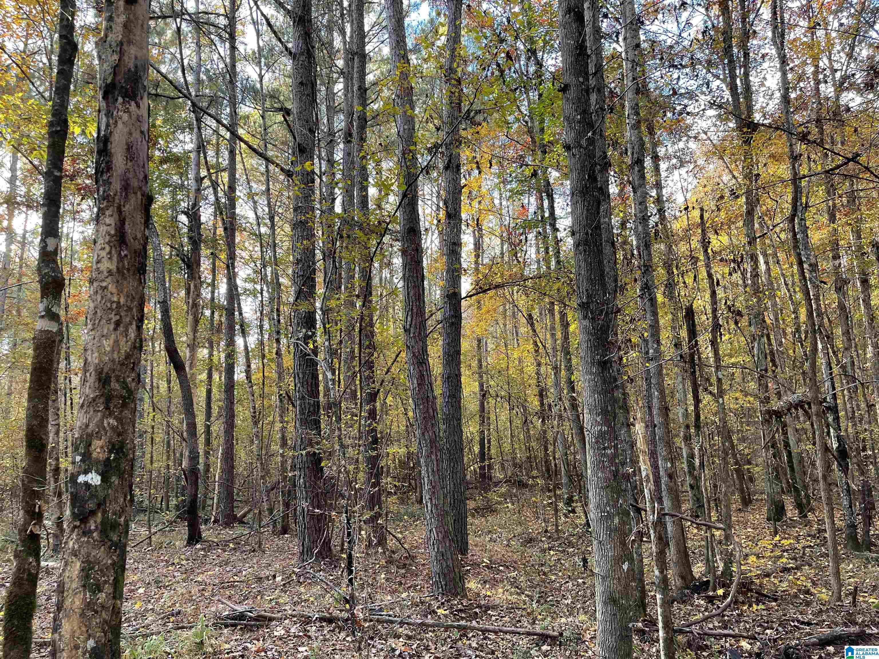 Homes for sale in Warrior, AL | 0 Mjhs Bone Dry Road, Warrior, AL 35091 | MLS# 1306226