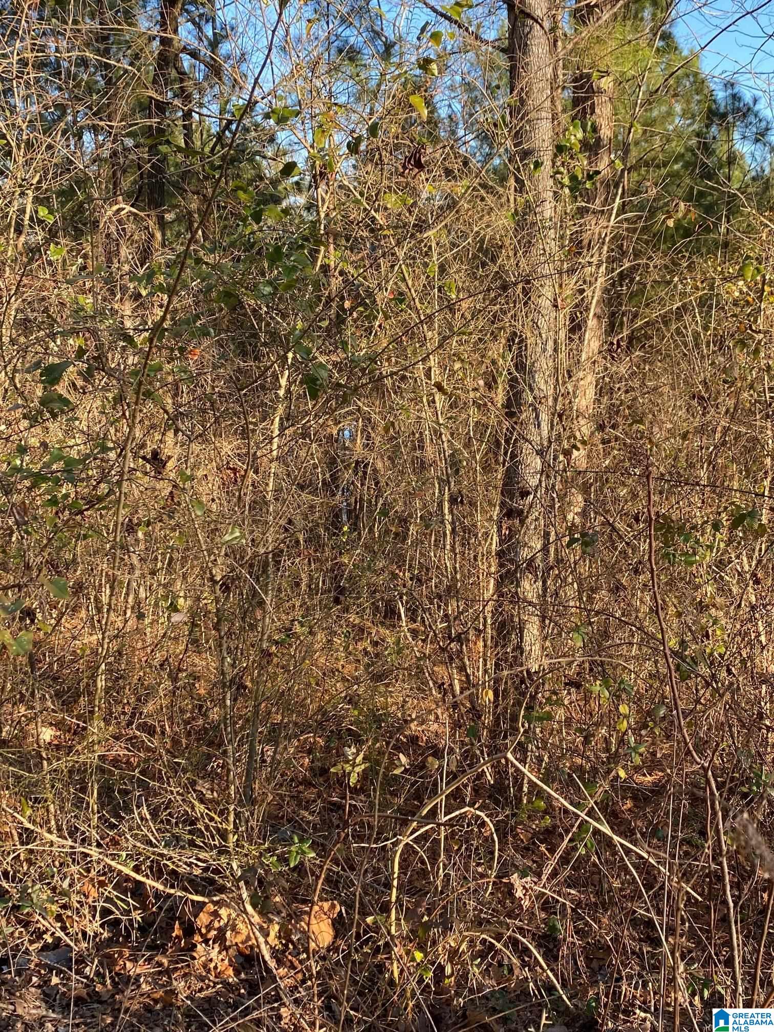 Homes for sale in Springville, AL | 0 Woodland Hills Dr, Springville, AL 35146 | MLS# 1310451