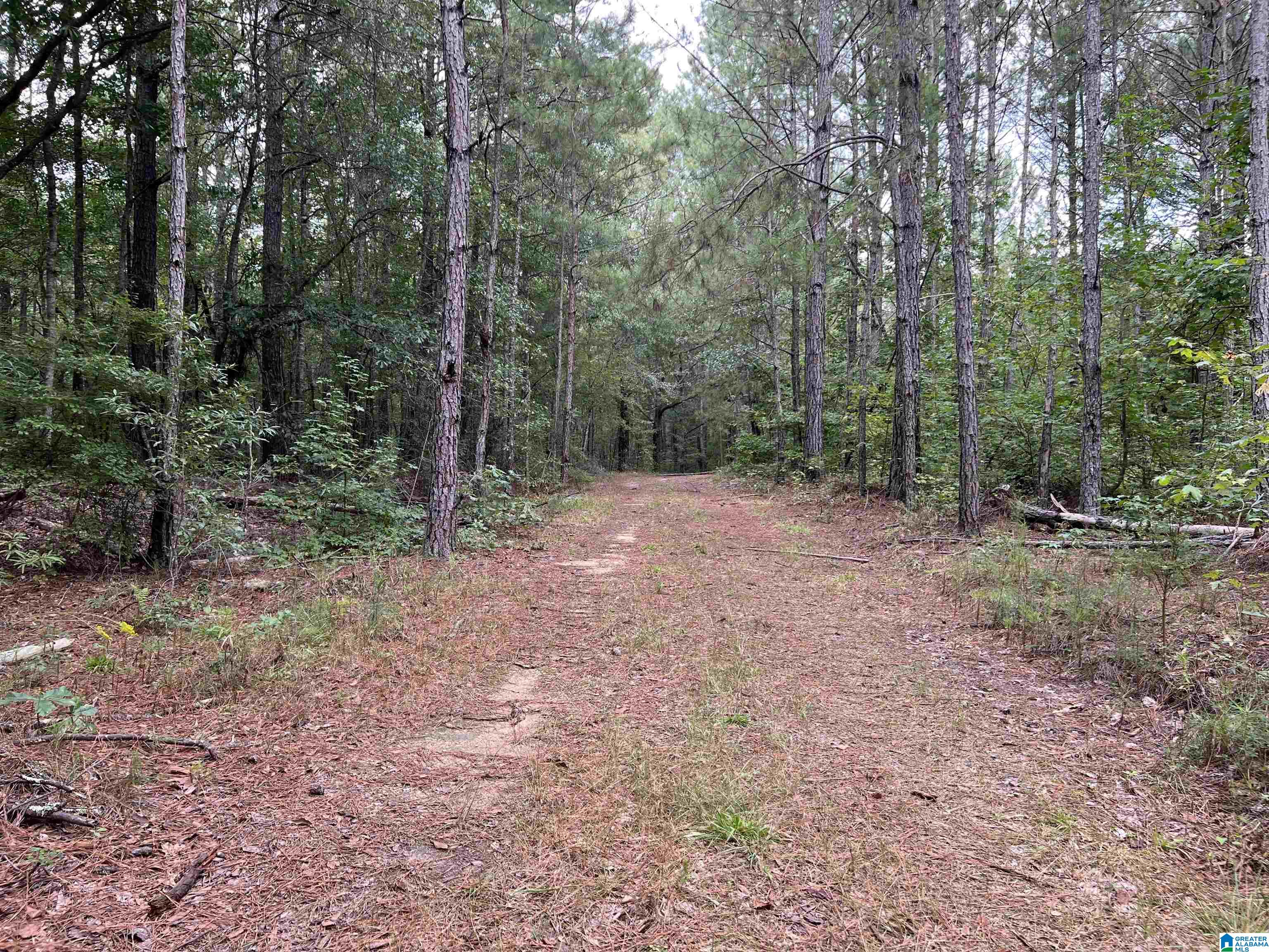 189 Acres +/- Short Leaf Lane #189 +/- ACRES, ASHLAND, Alabama image 15