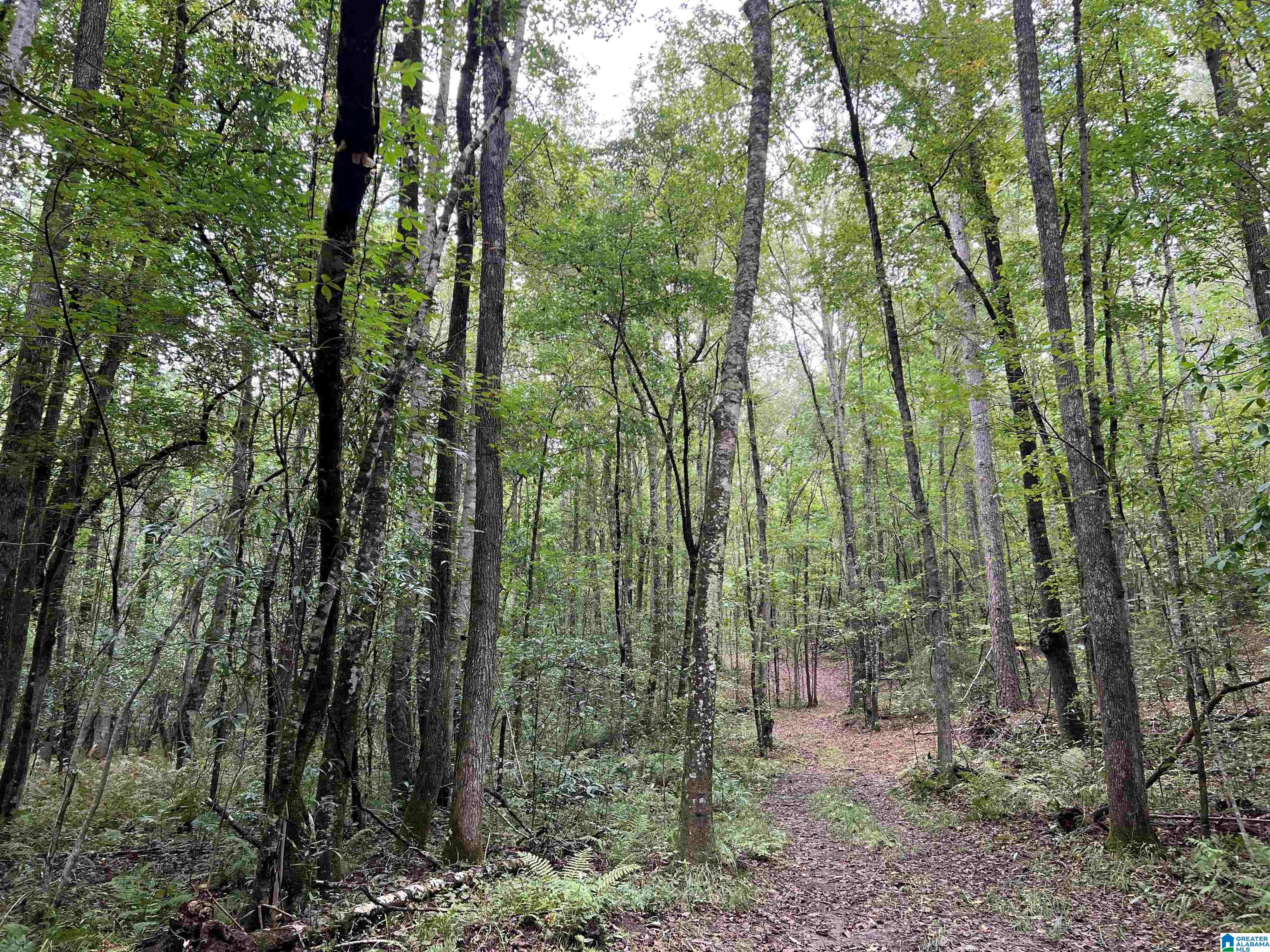 189 Acres +/- Short Leaf Lane #189 +/- ACRES, ASHLAND, Alabama image 18