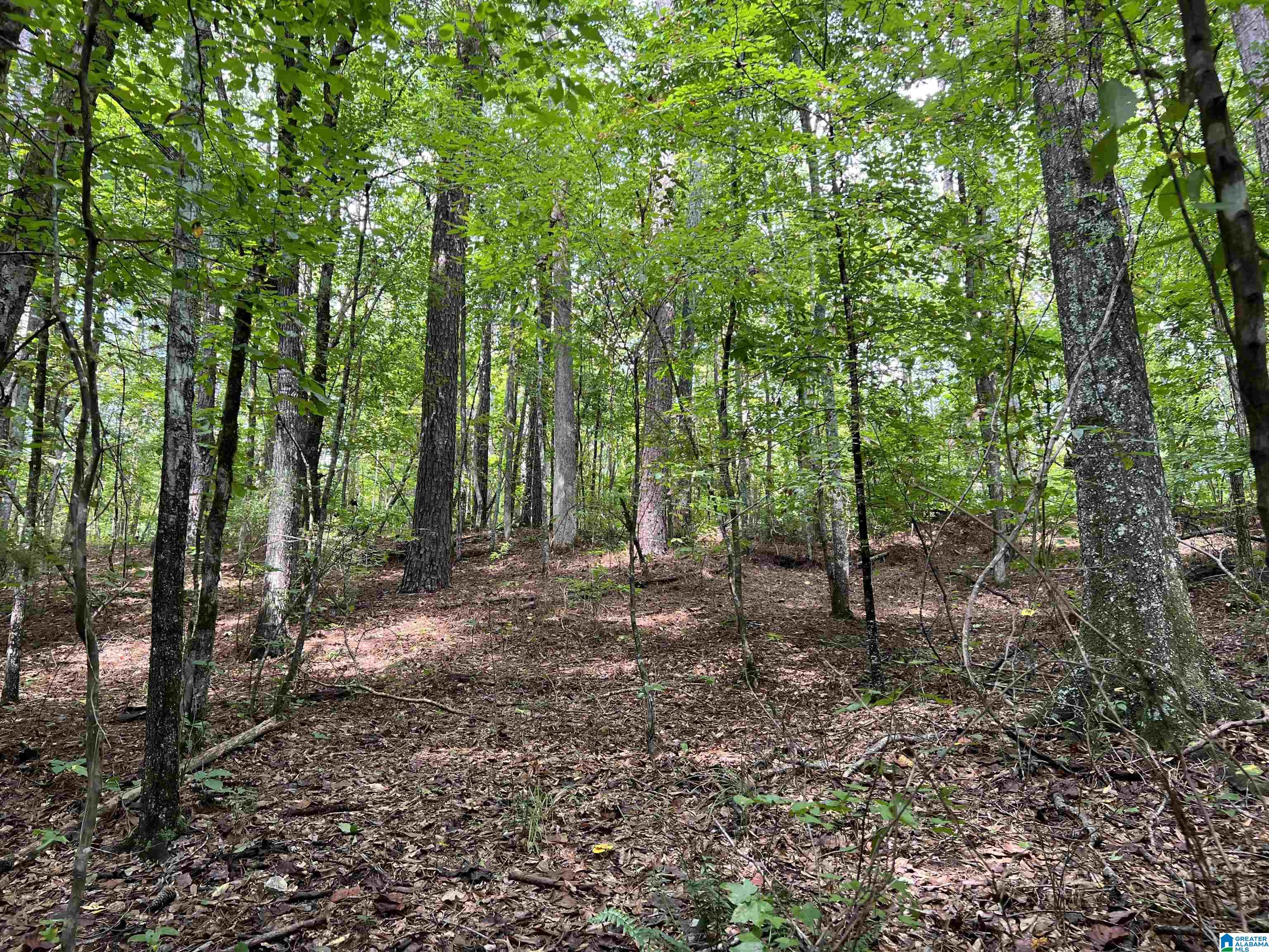 189 Acres +/- Short Leaf Lane #189 +/- ACRES, ASHLAND, Alabama image 26