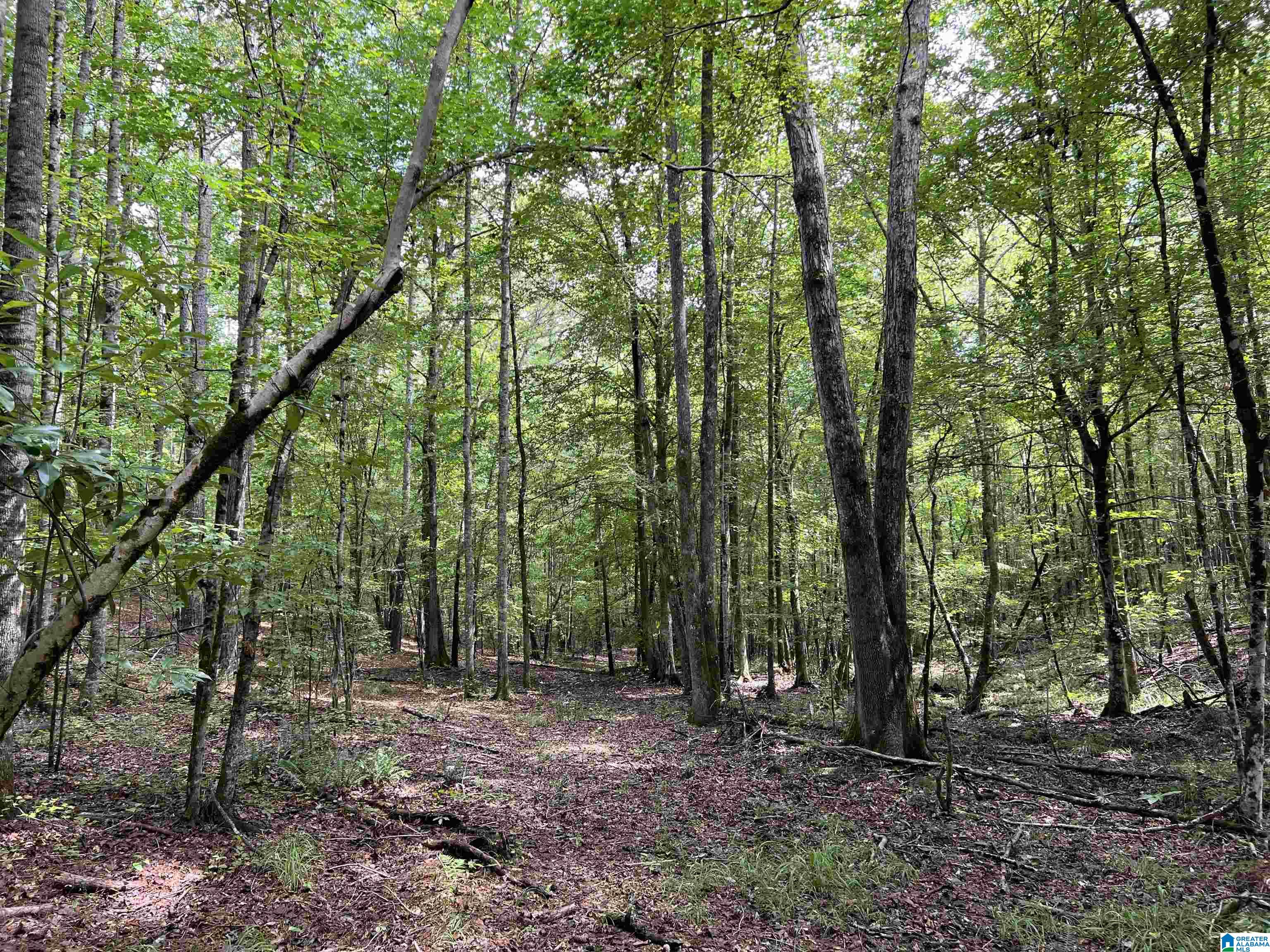 189 Acres +/- Short Leaf Lane #189 +/- ACRES, ASHLAND, Alabama image 29