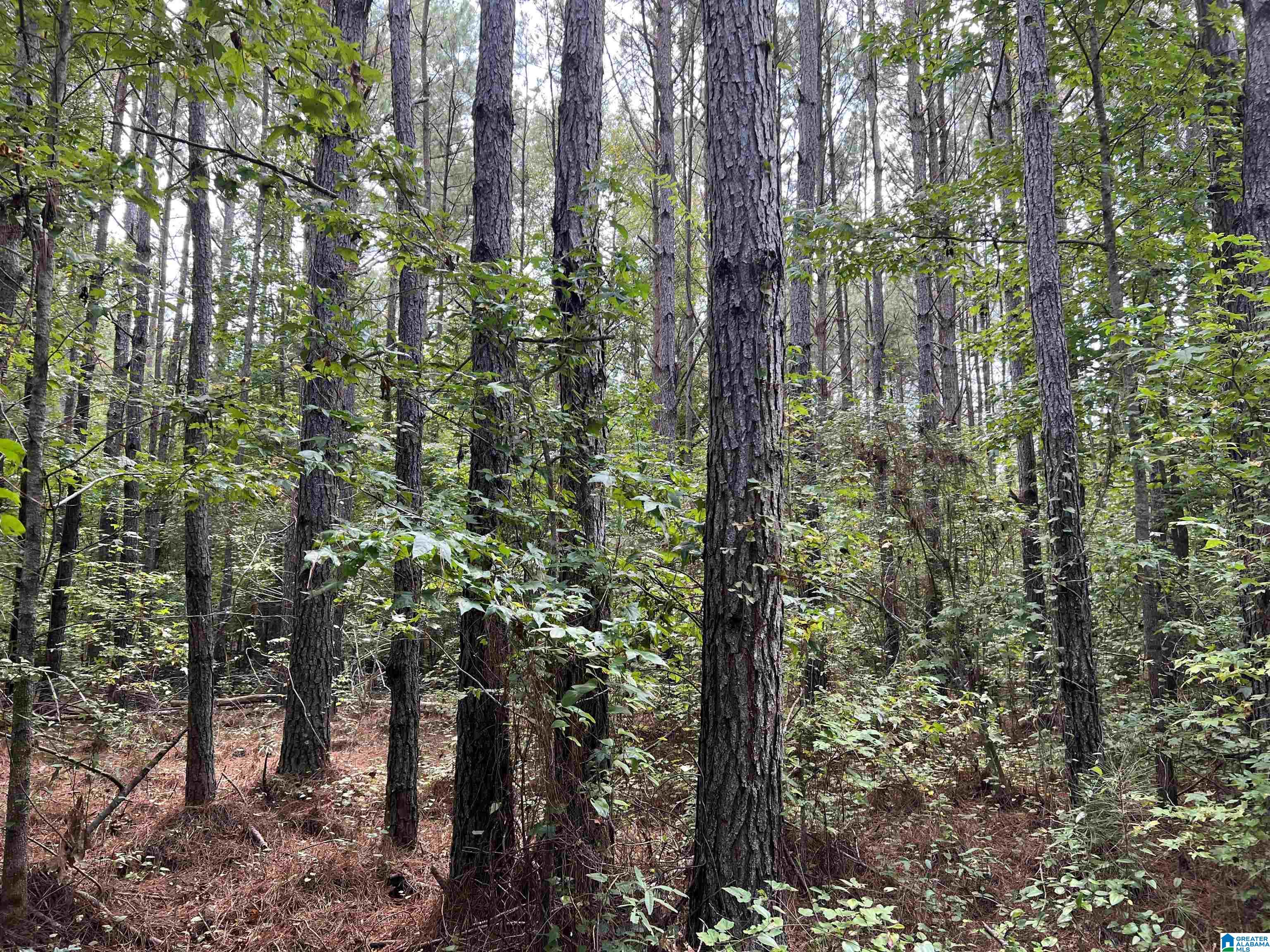 189 Acres +/- Short Leaf Lane #189 +/- ACRES, ASHLAND, Alabama image 41