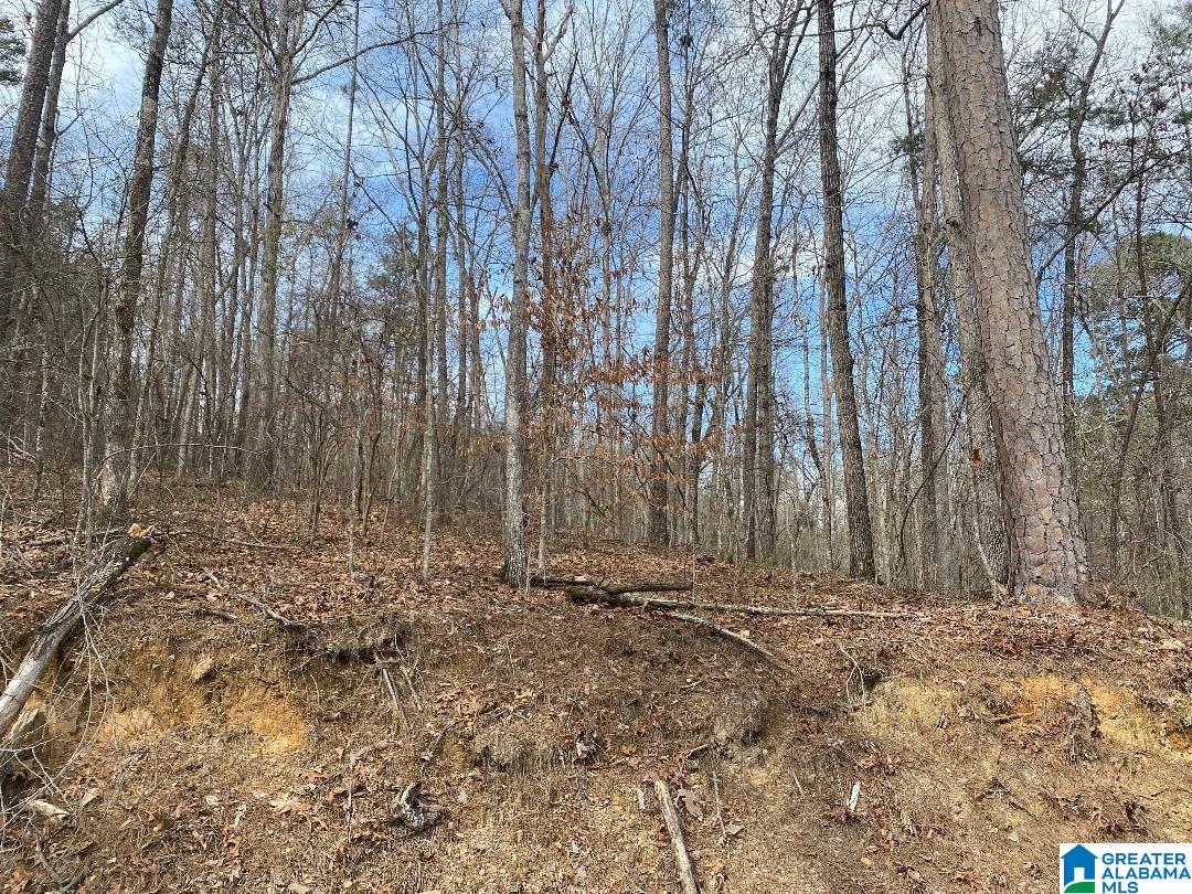 Homes for sale in Jasper, AL | Raccoon Branch Road, Jasper, AL 35504 | MLS# 1348412