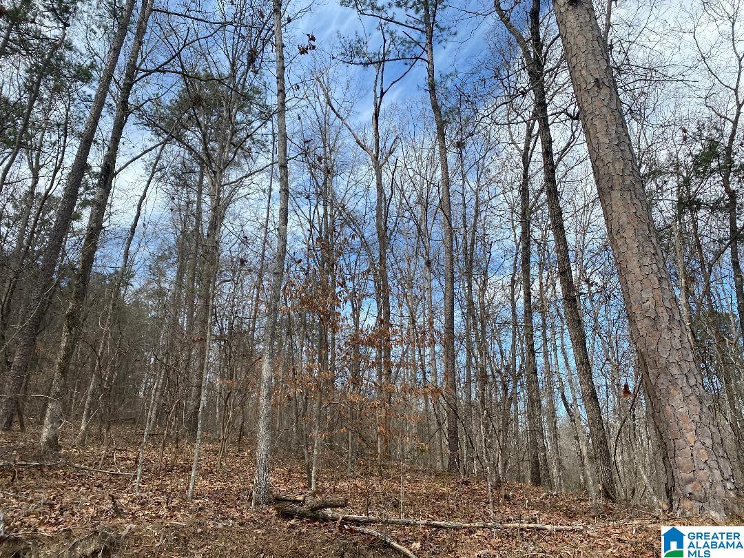 Homes for sale in Jasper, AL | Raccoon Branch Road, Jasper, AL 35504 | MLS# 1348412