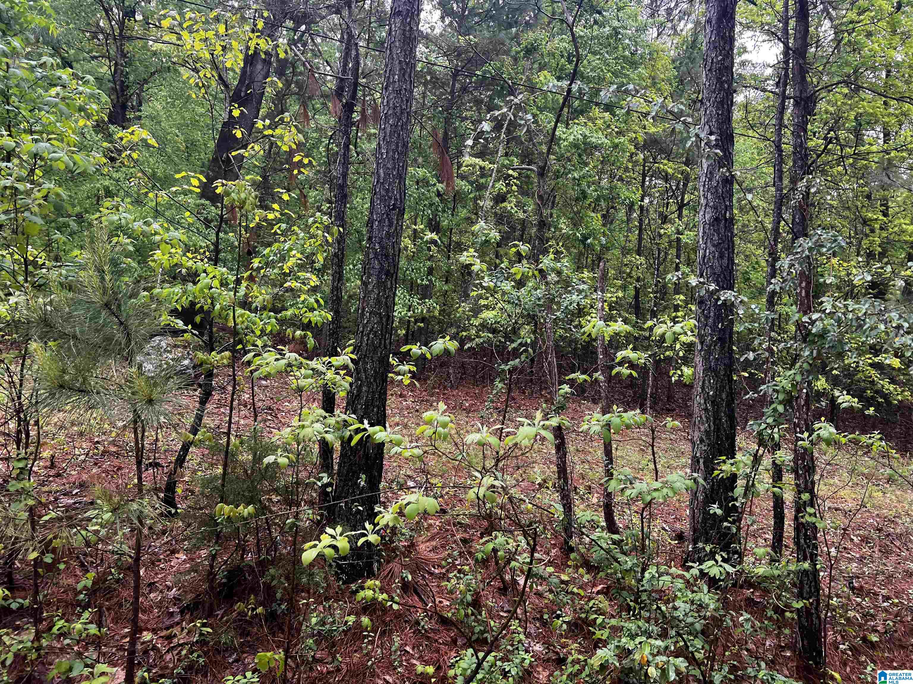 Lot 8 Cason Lane #8, CROPWELL, Alabama image 37