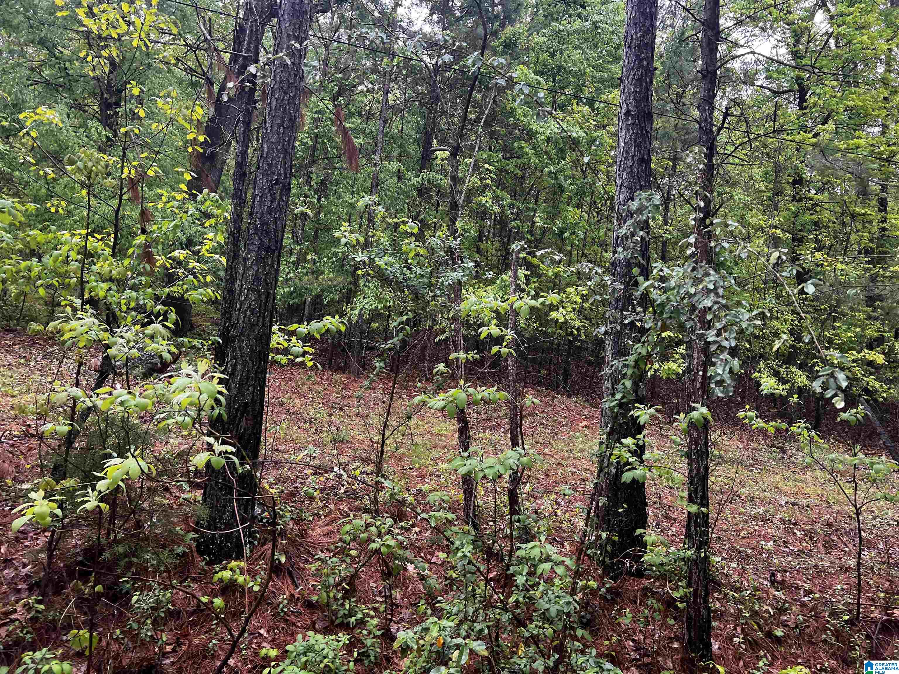 Lot 8 Cason Lane #8, CROPWELL, Alabama image 38