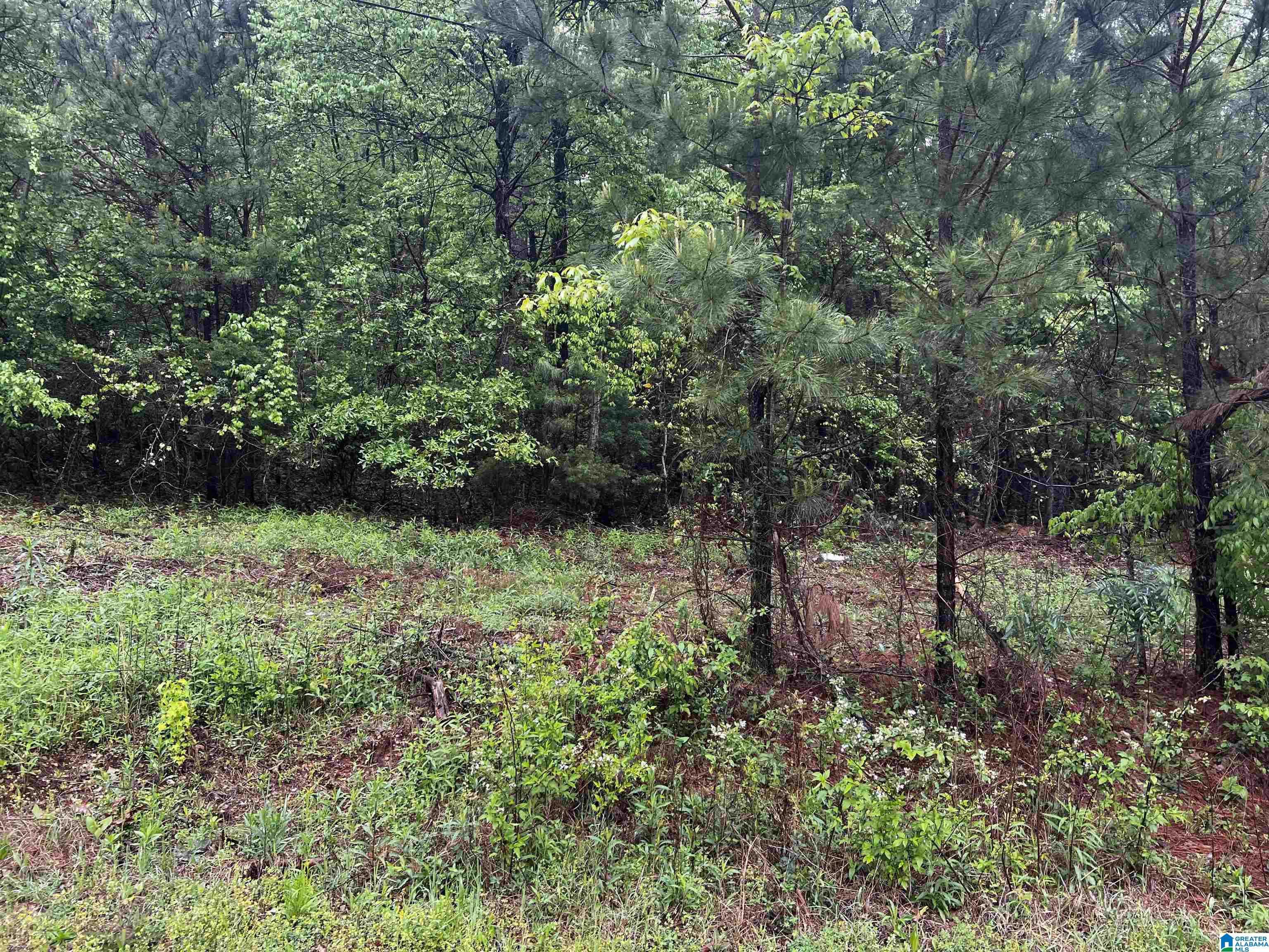 Lot 8 Cason Lane #8, CROPWELL, Alabama image 5