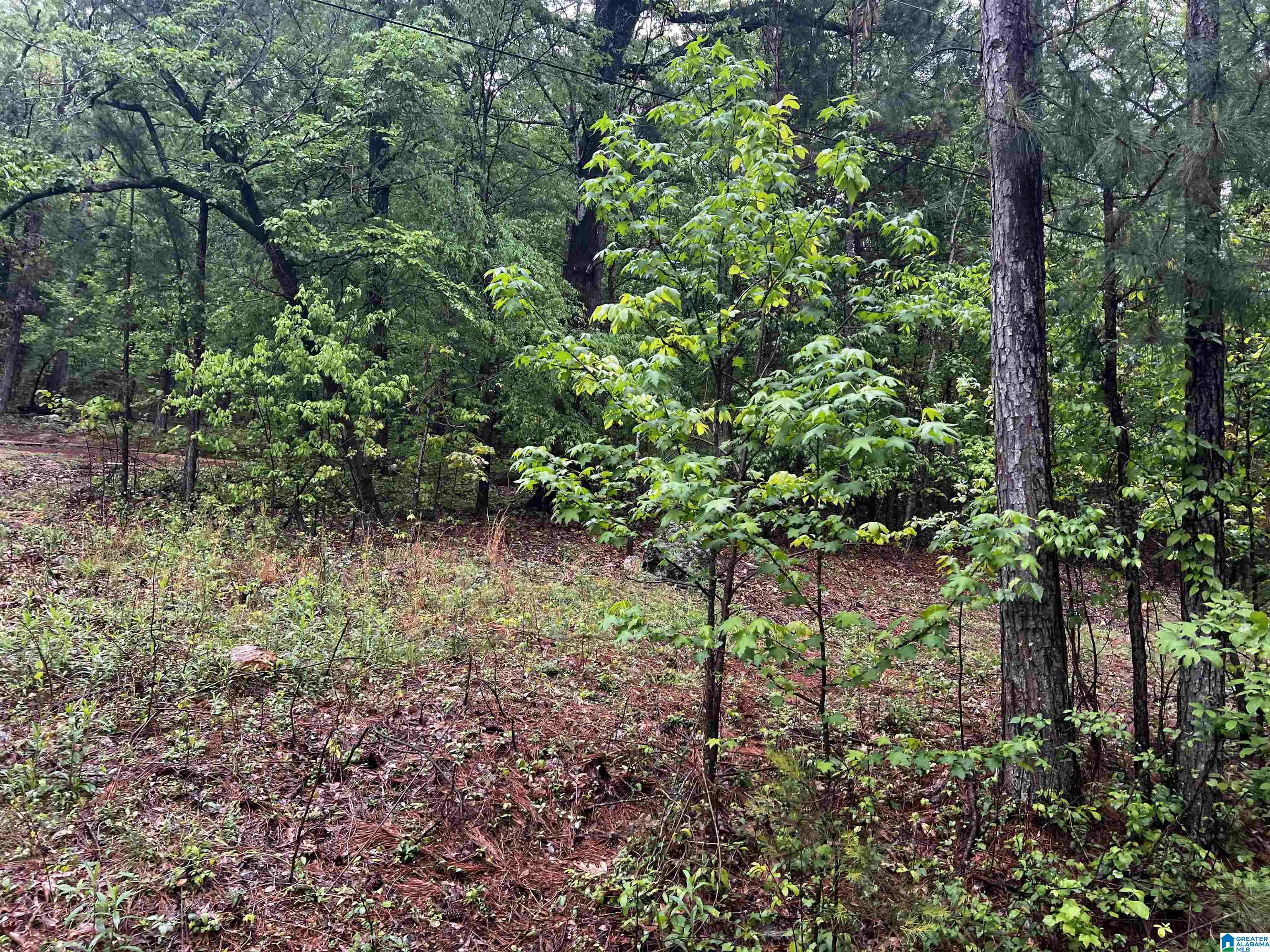 Lot 6 Cason Lane #8, CROPWELL, Alabama image 32