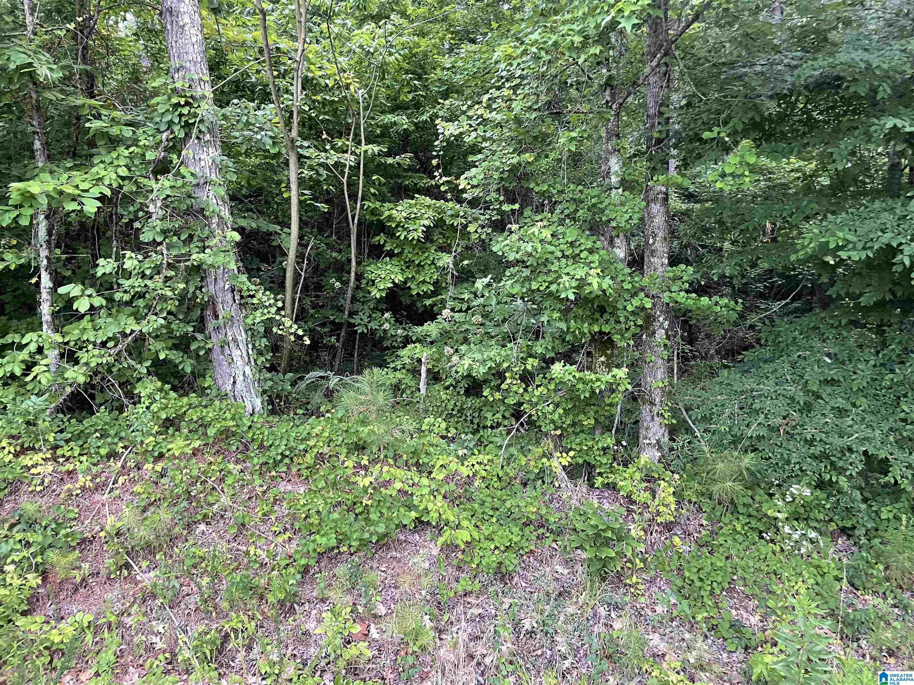 2186 Deans Ferry Road #LOT 1, WARRIOR, Alabama image 1