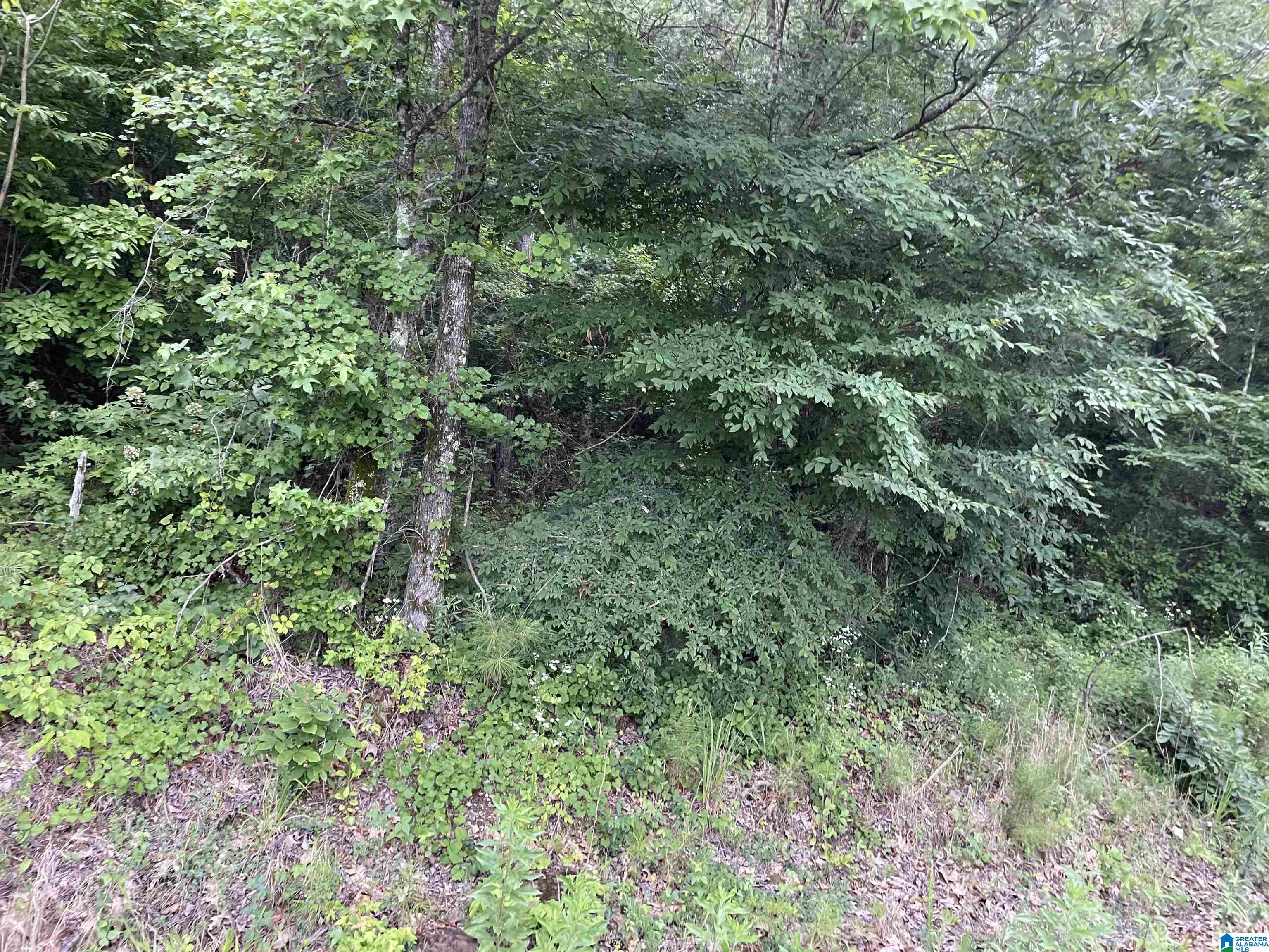 2186 Deans Ferry Road #LOT 1, WARRIOR, Alabama image 2