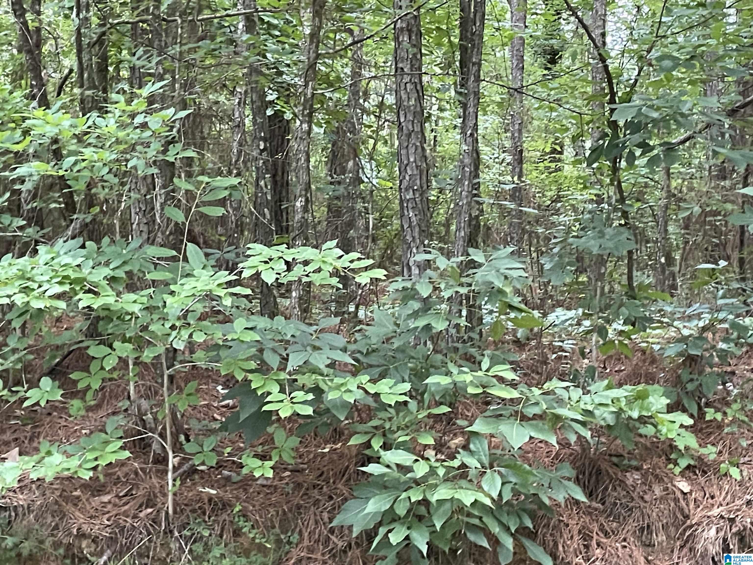 2190 Deans Ferry Road #LOT 2, WARRIOR, Alabama image 3