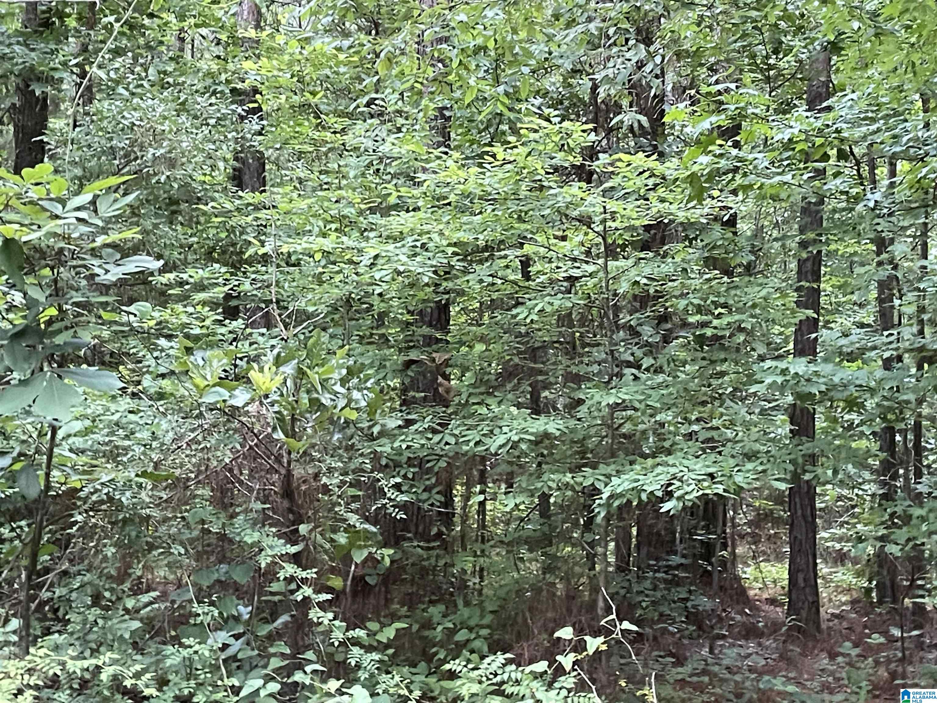 2190 Deans Ferry Road #LOT 2, WARRIOR, Alabama image 4