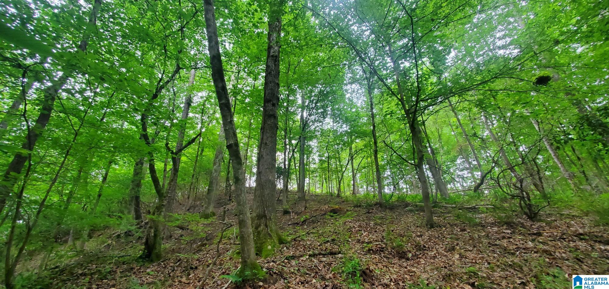 Homes for sale in Ohatchee, AL | 0 Bailey Springs Road, Ohatchee, AL 36271 | MLS# 1357492