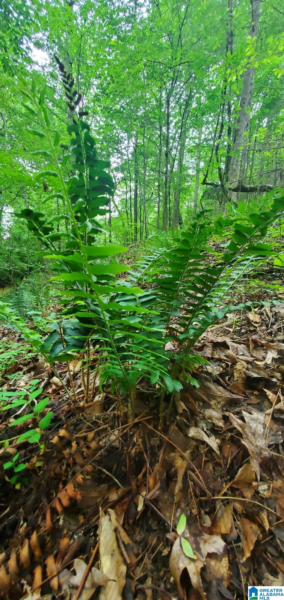 Homes for sale in Ohatchee, AL | 0 Bailey Springs Road, Ohatchee, AL 36271 | MLS# 1357492