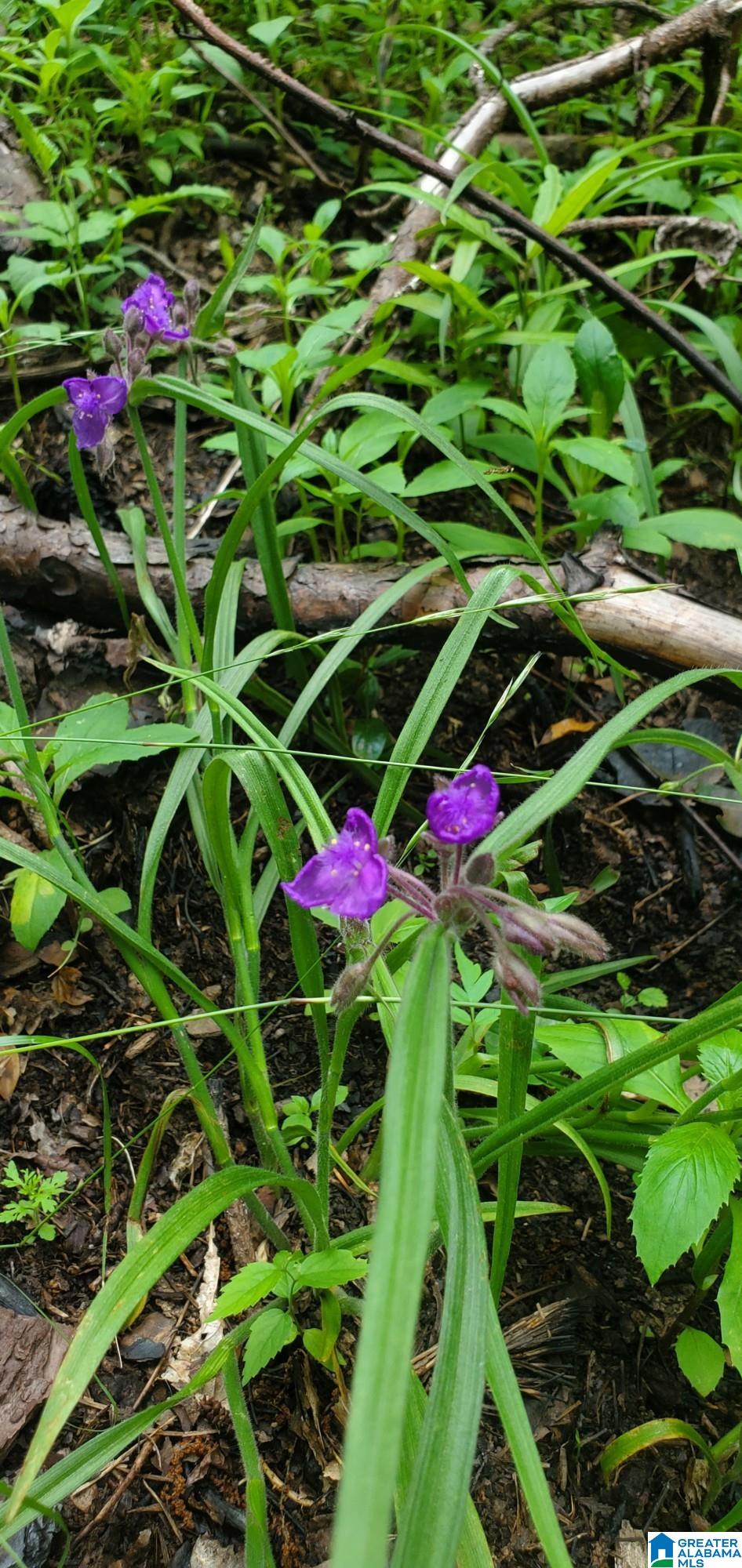 Homes for sale in Ohatchee, AL | 0 Bailey Springs Road, Ohatchee, AL 36271 | MLS# 1357492