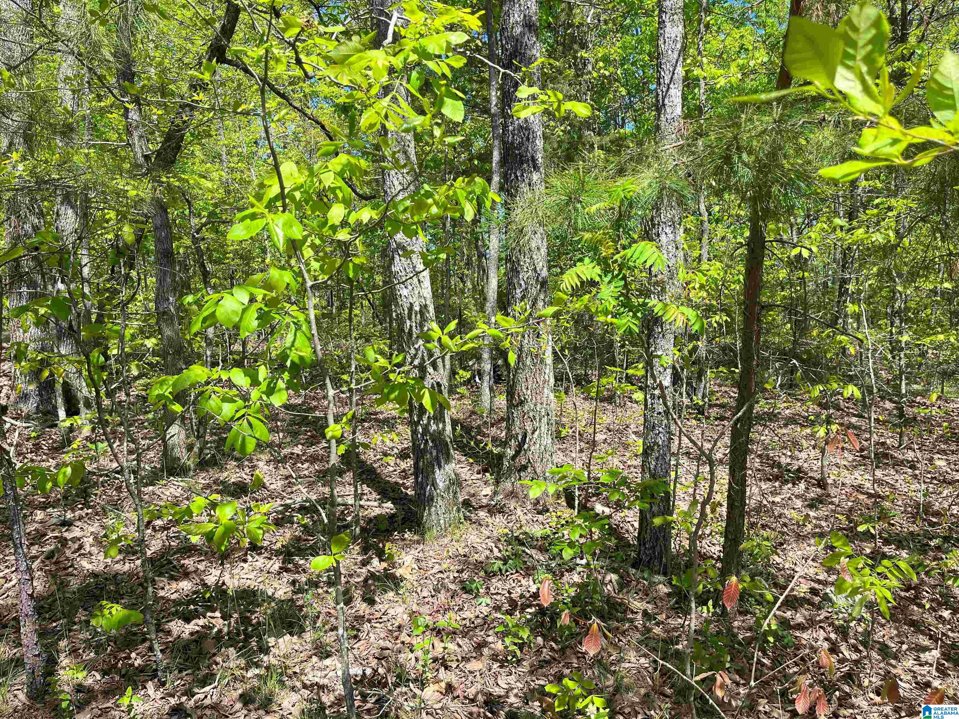 Homes for sale in Springville, AL | 0 Katy Circle, Springville, AL 35146 | MLS# 1361365