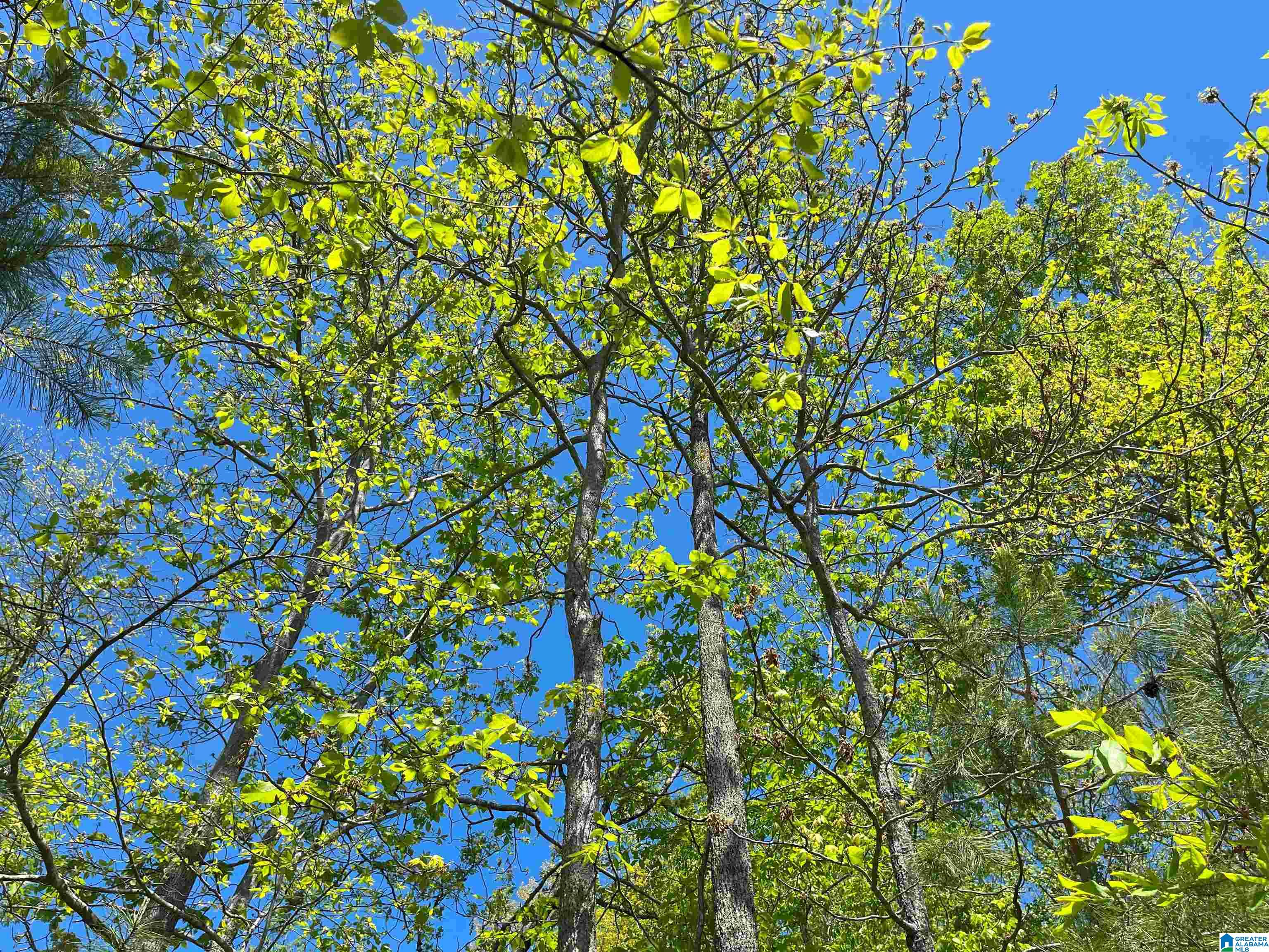 Homes for sale in Springville, AL | 0 Katy Circle, Springville, AL 35146 | MLS# 1361365