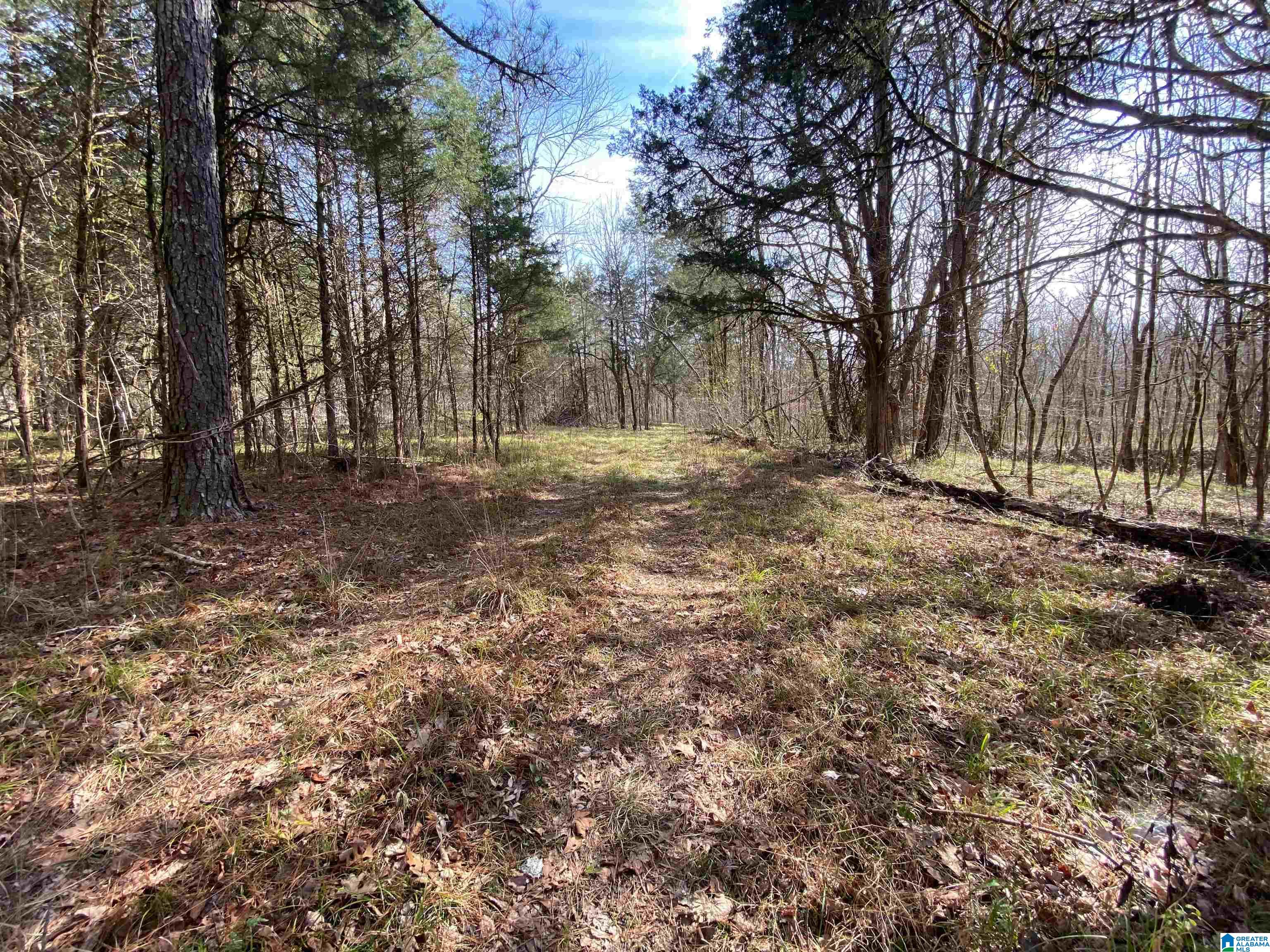 Highway 231 #TRACT A - 33+/- AC, ASHVILLE, Alabama image 14