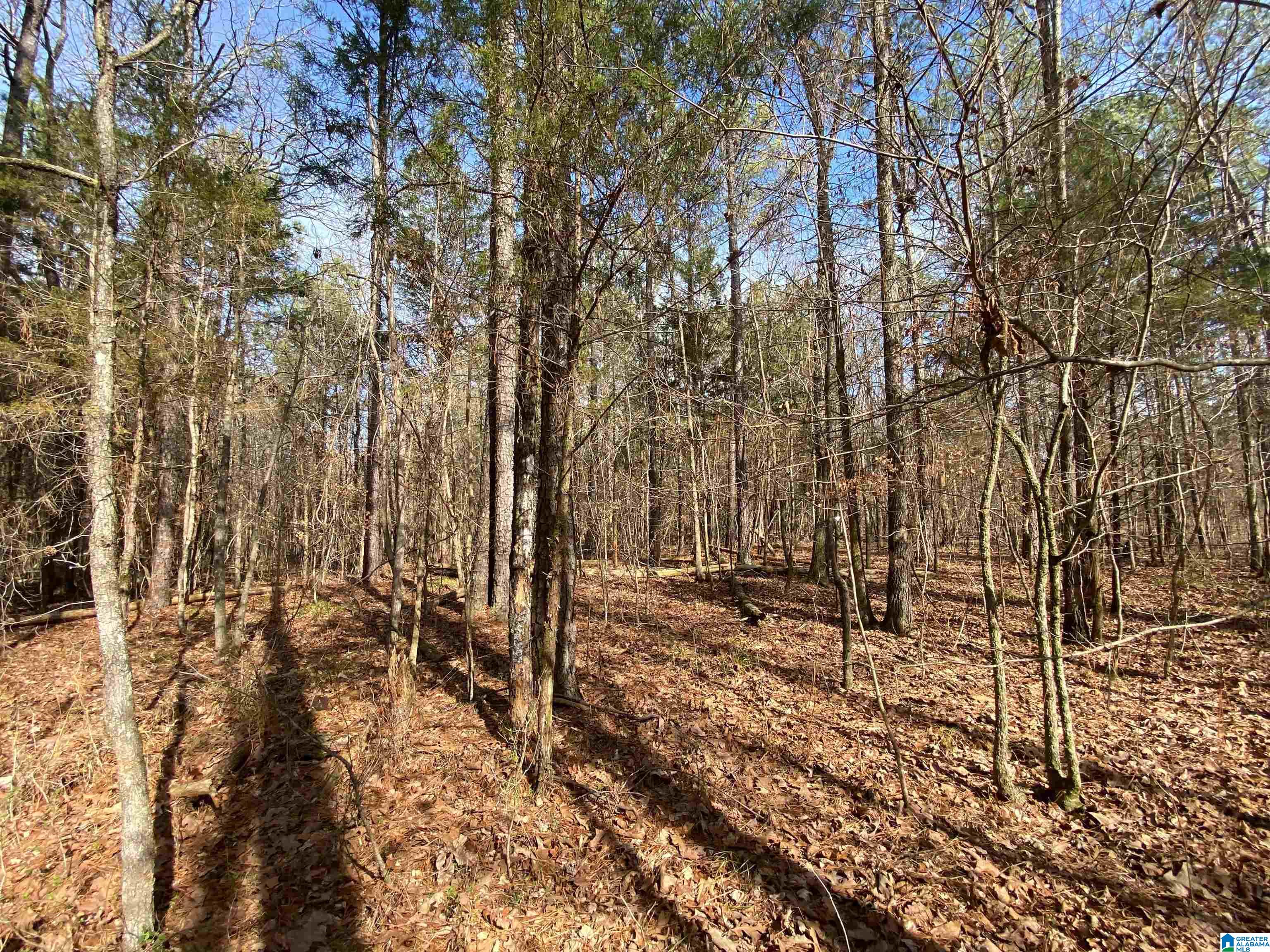 Highway 231 #TRACT A - 33+/- AC, ASHVILLE, Alabama image 17