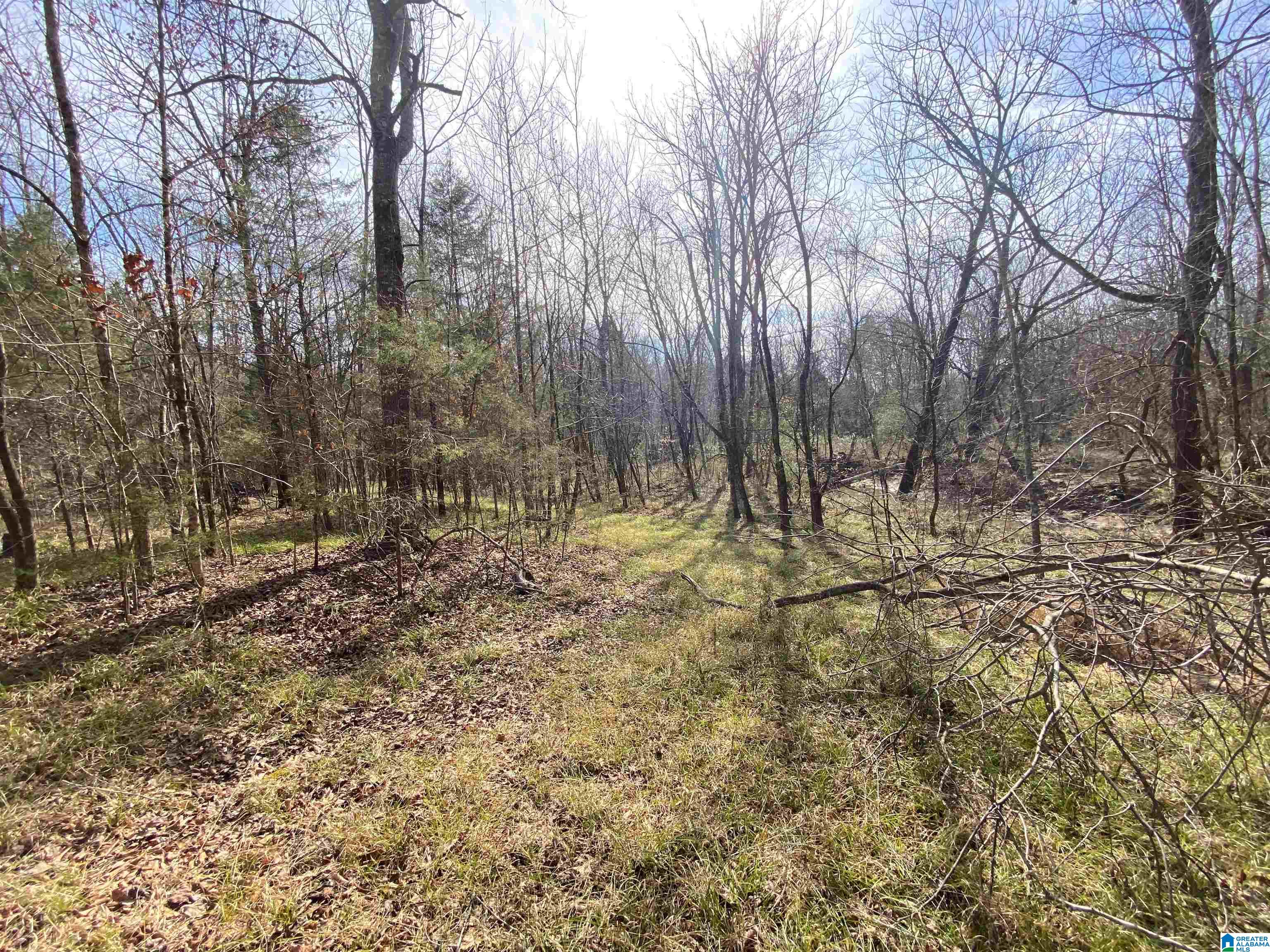 Highway 231 #TRACT B - 27+/- AC, ASHVILLE, Alabama image 15