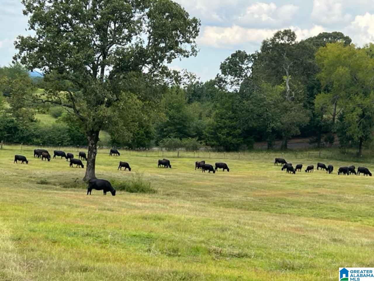 Rushing Springs Road #1, LINCOLN, Alabama image 32