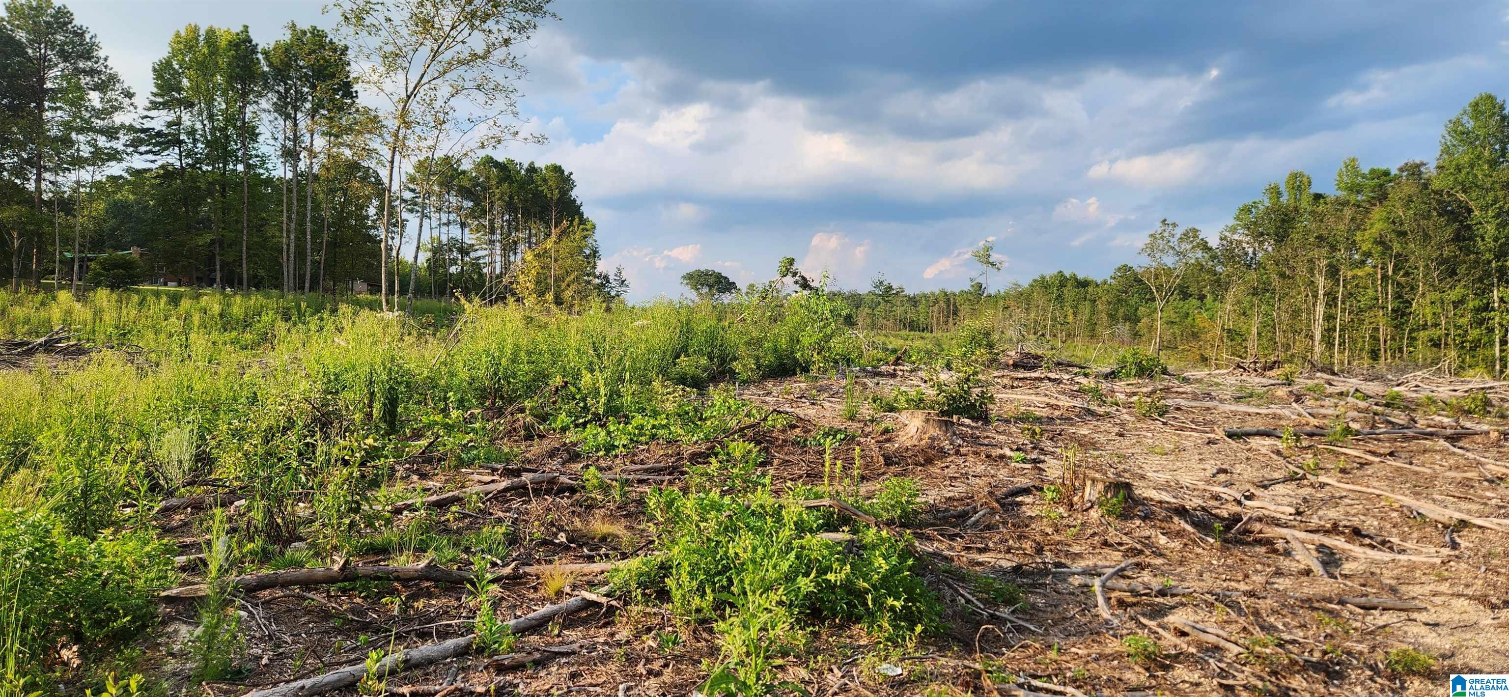 Roy Webb Cutoff Road, PIEDMONT, Alabama image 7