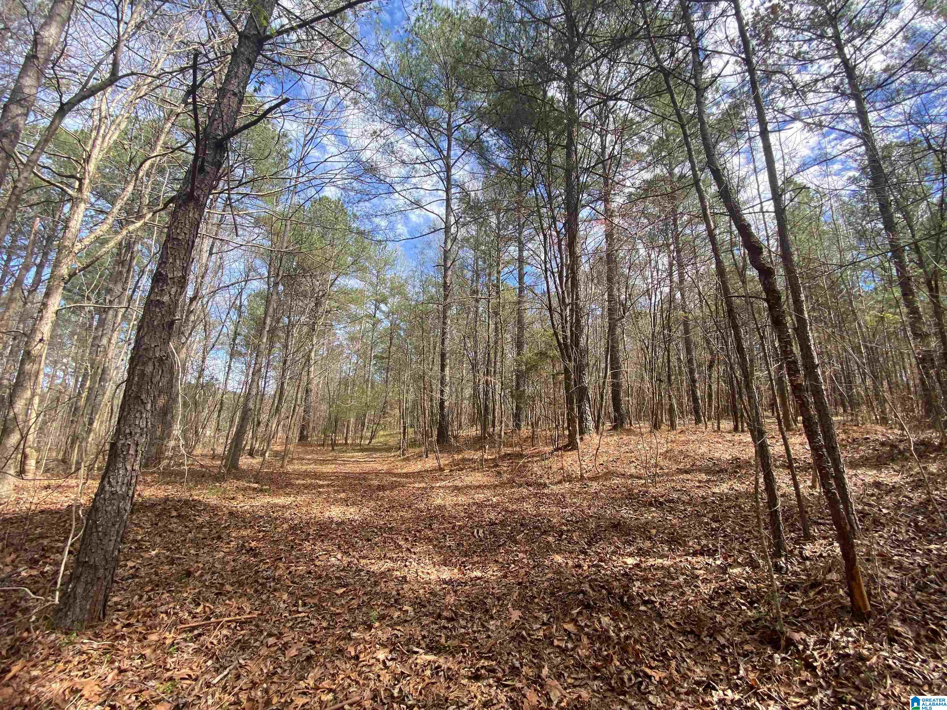 Mountain Springs Road #12 ACRES, ASHVILLE, Alabama image 18