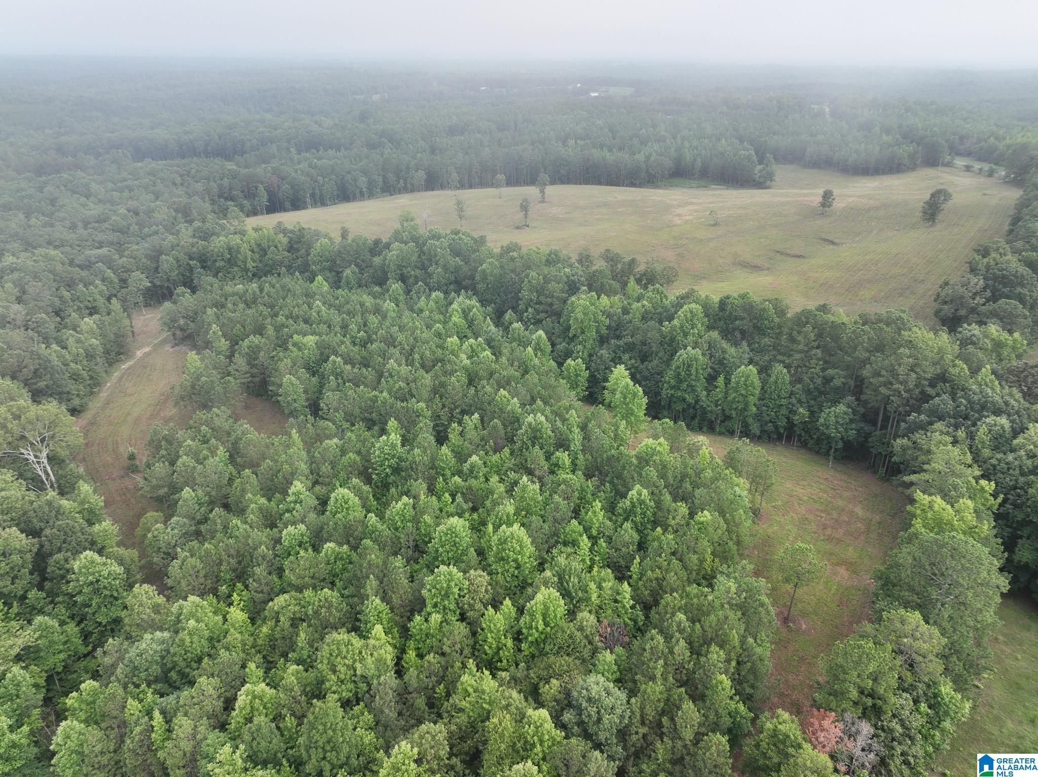 168+/- Acres County Road 112 #168 ACRES, WOODLAND, Alabama image 9