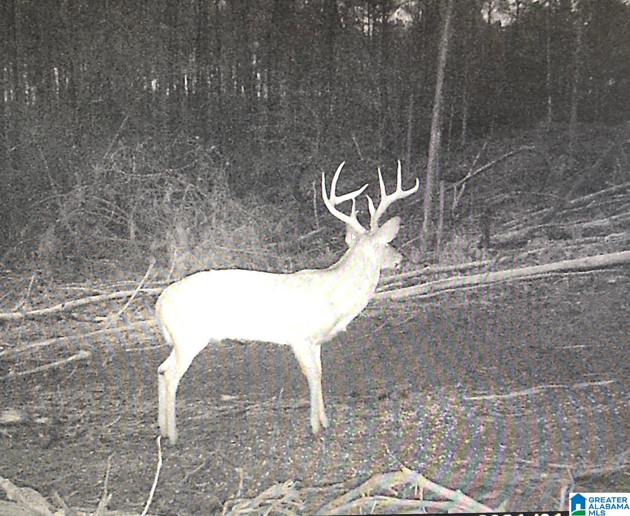 Homes for sale in Morris, AL | 2011 Mccay Dr, Morris, AL 35116 | MLS# 21403383