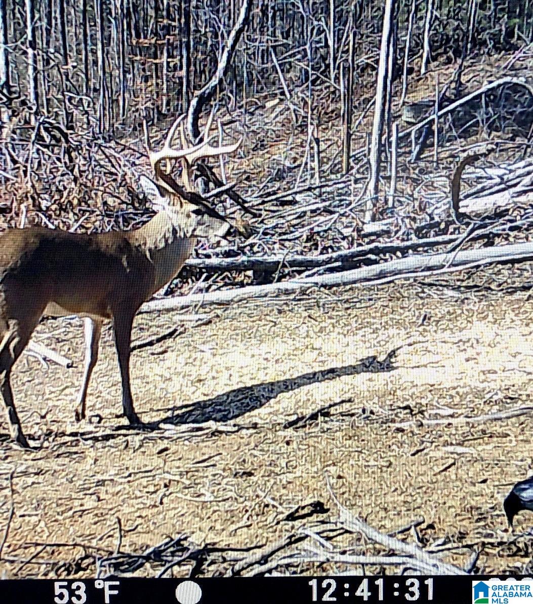 Homes for sale in Morris, AL | 2011 Mccay Dr, Morris, AL 35116 | MLS# 21403383