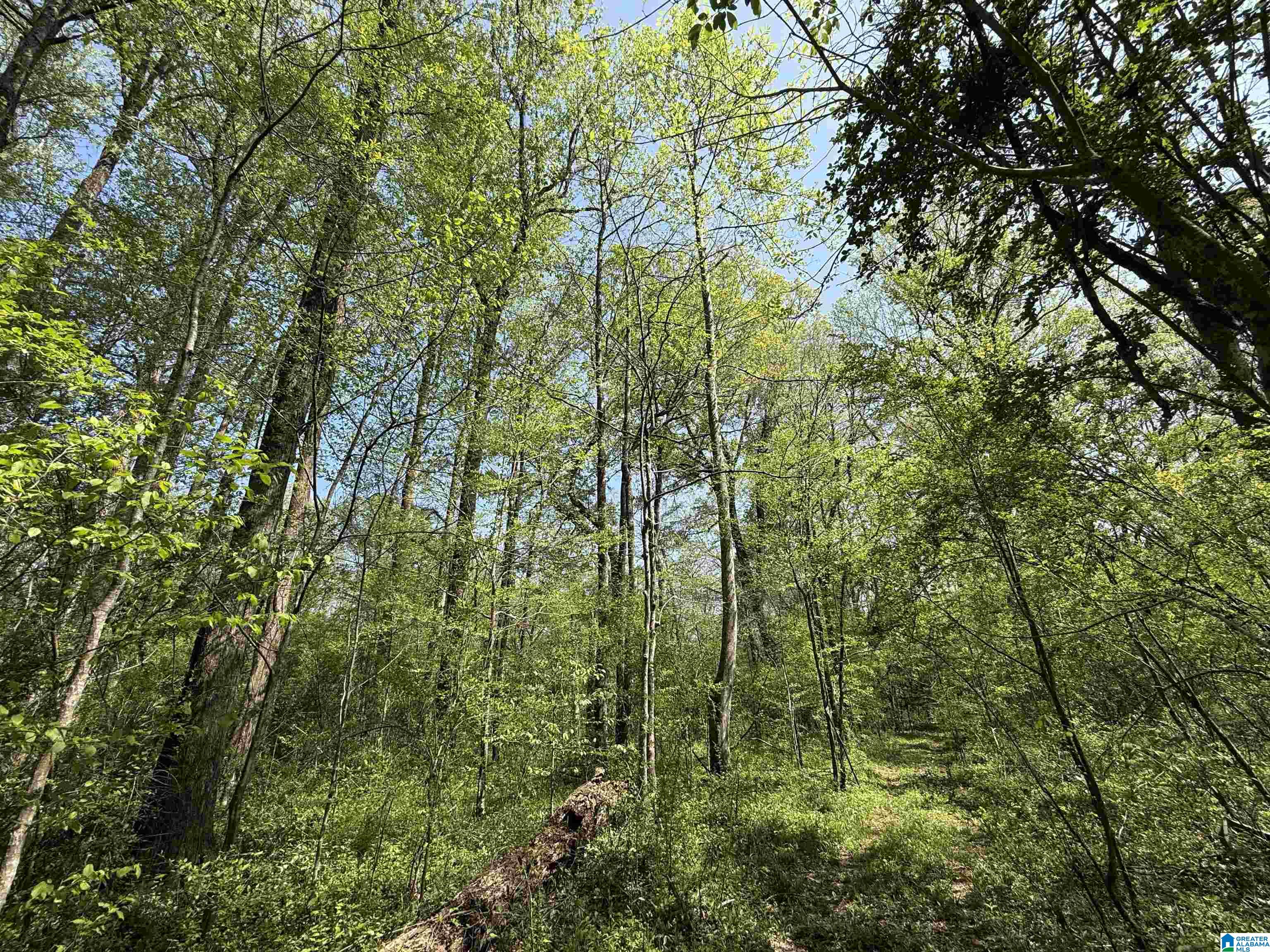 Homes for sale in Moundville, AL | 1781 Riverview Beach Road, Moundville, AL 35474 | MLS# 21414357