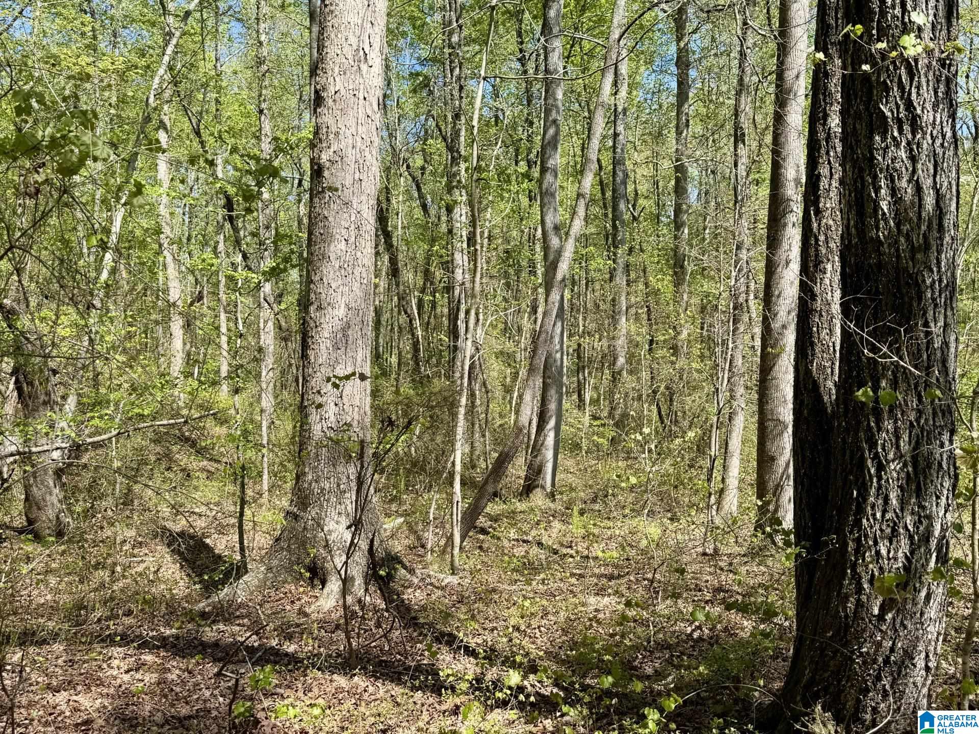 Homes for sale in Roanoke, AL | Tract 8 County Road 268, Roanoke, AL 36274 | MLS# 21415354